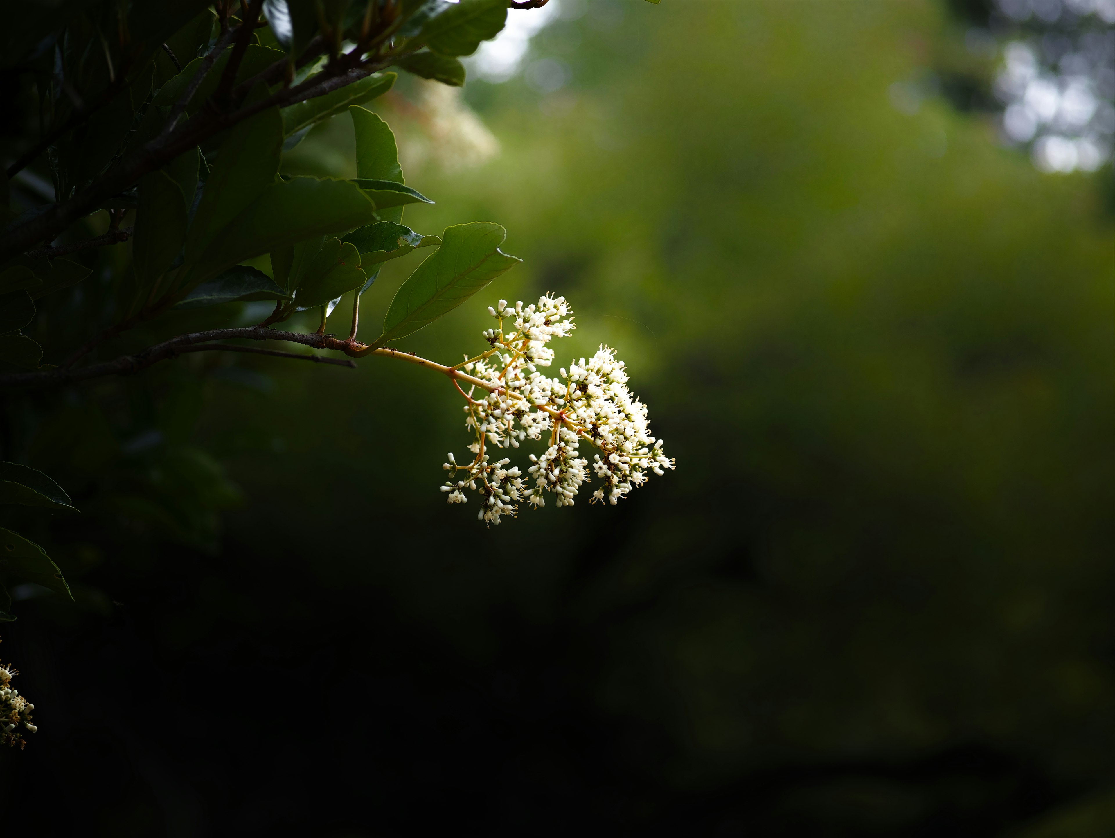 Gros plan d'une branche avec des fleurs blanches sur fond vert flou