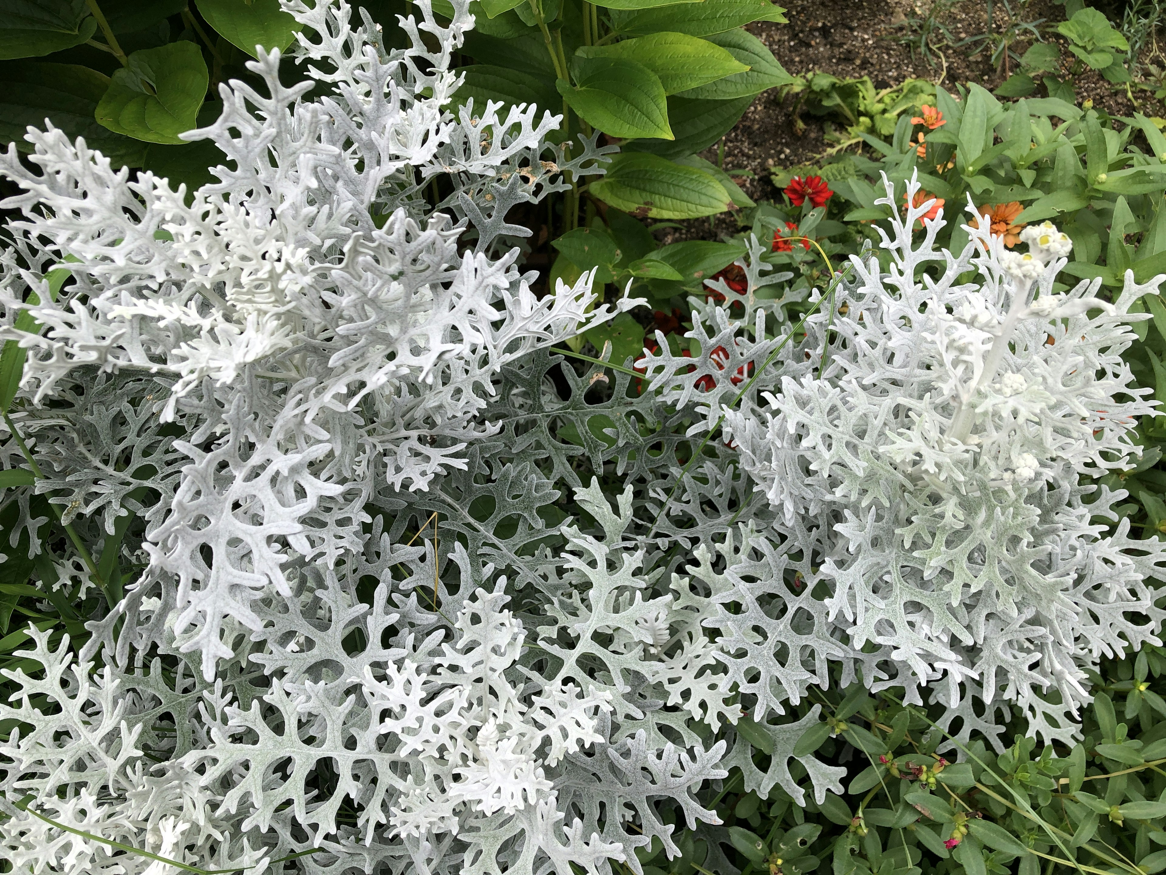 白い葉を持つ植物のクローズアップ 緑の背景に映える