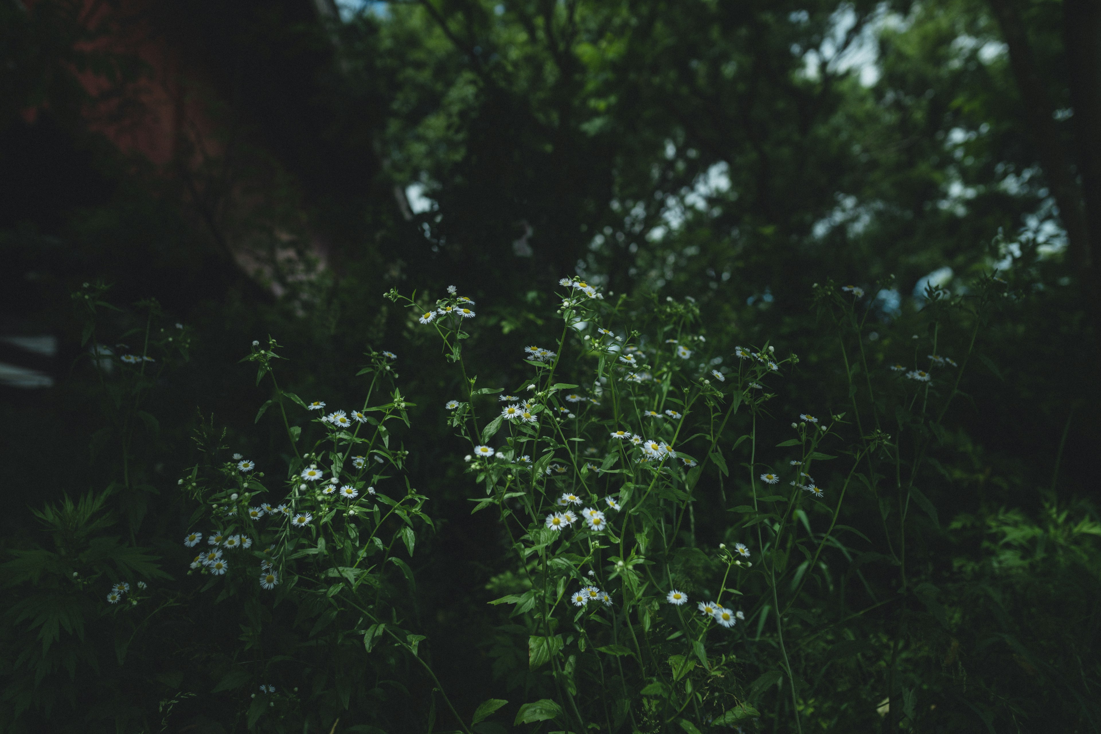 Groupe de fleurs blanches entourées de feuilles vertes