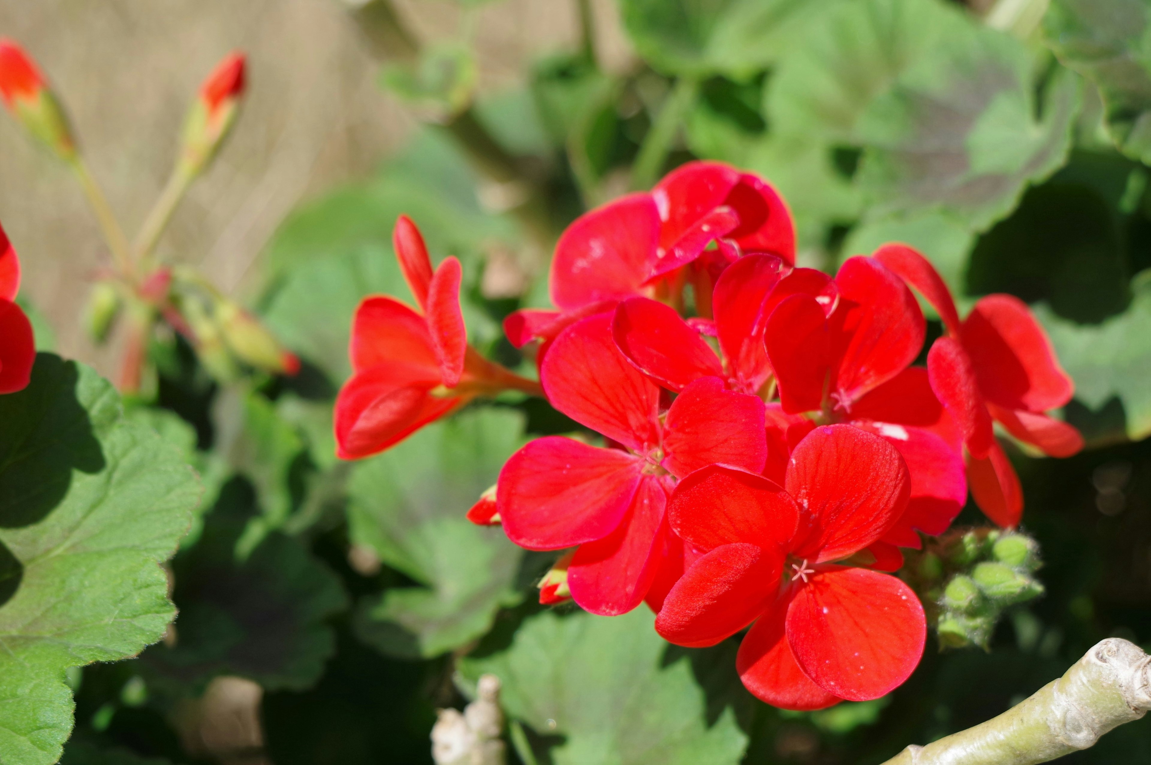 Close-up bunga geranium merah cerah di latar belakang daun hijau