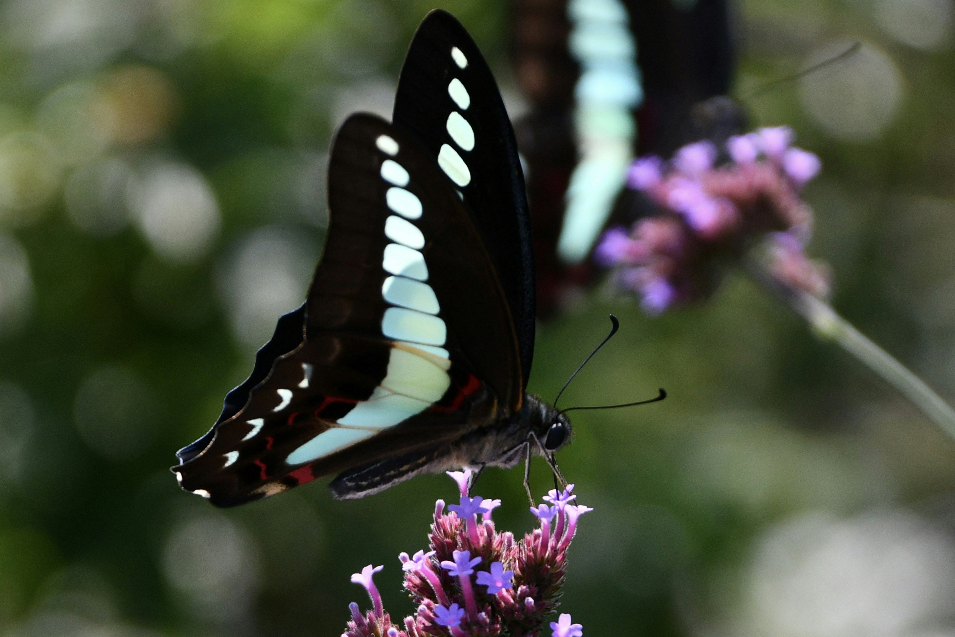 Un beau papillon noir se reposant sur des fleurs violettes