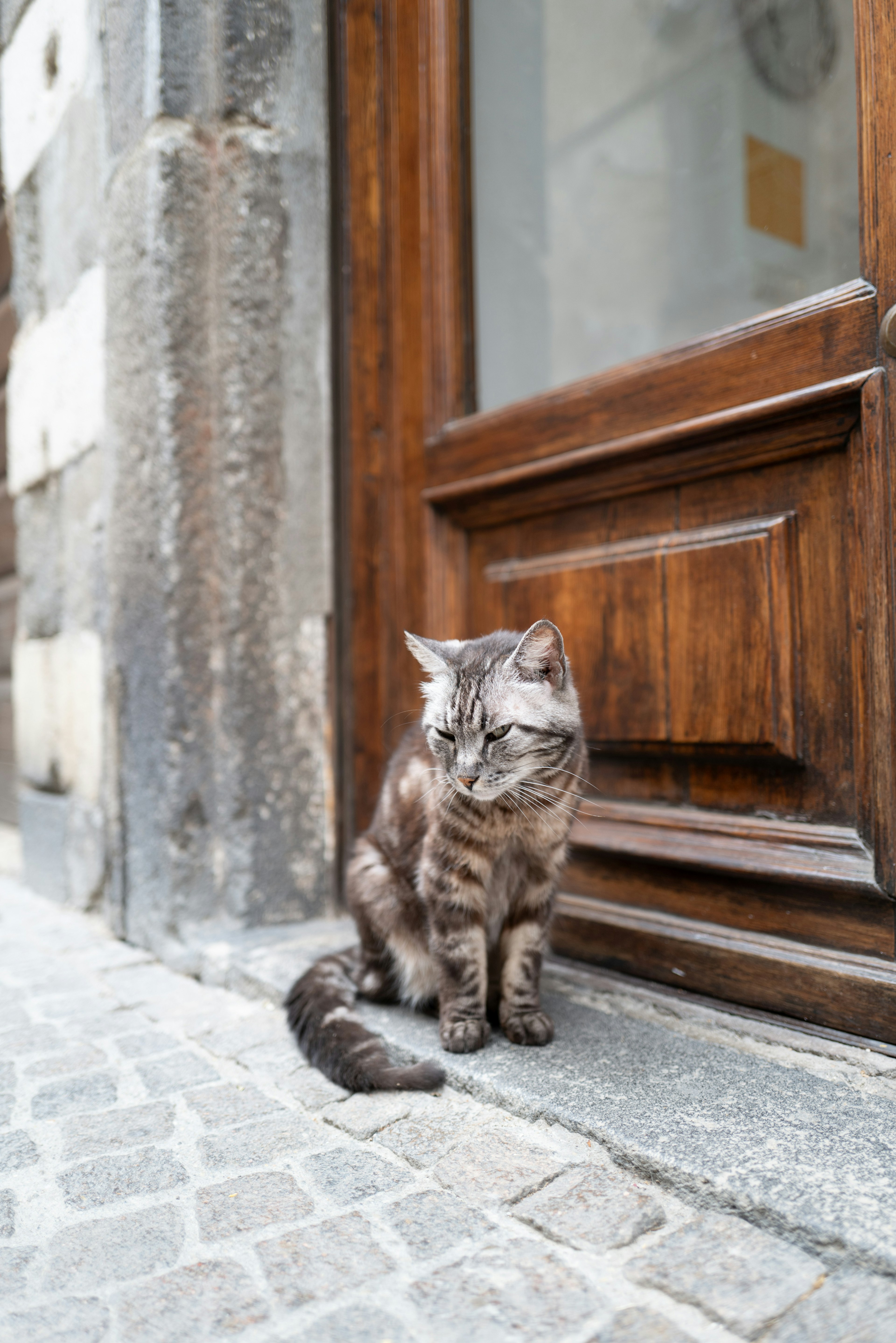 Kucing abu-abu duduk di depan pintu kayu