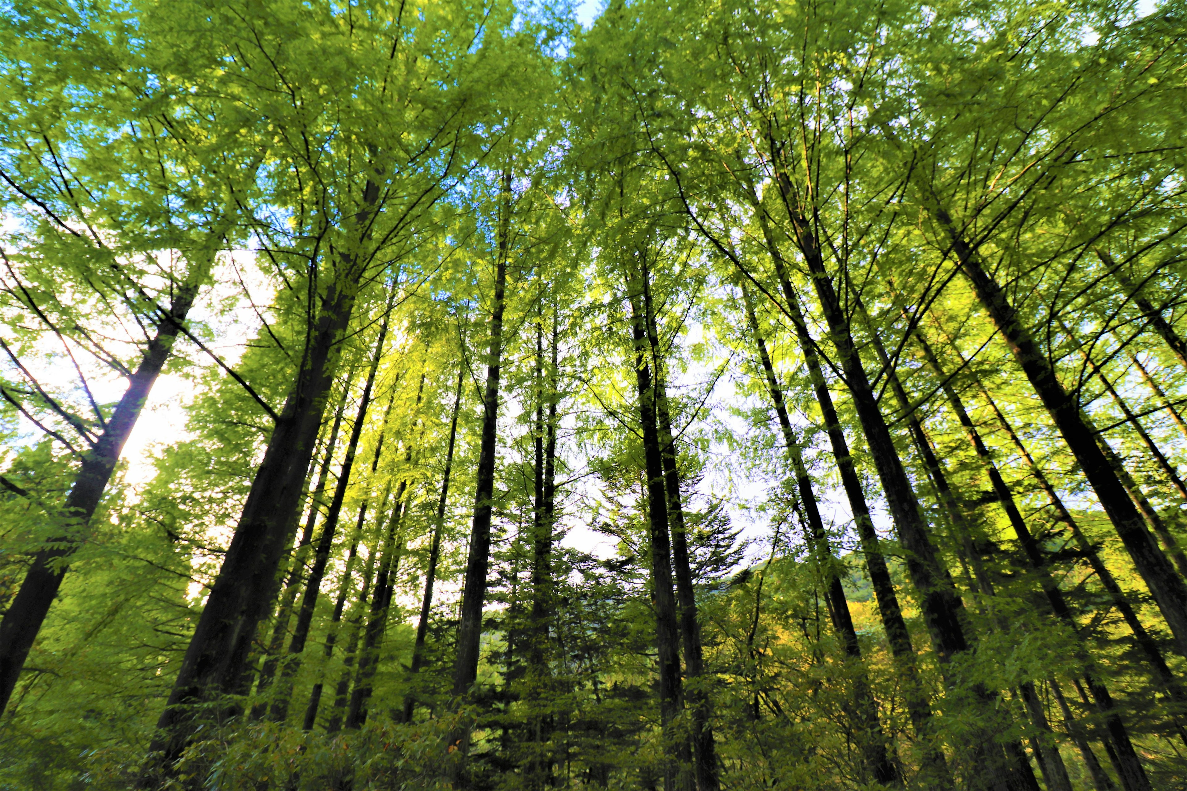 Eine Ansicht von hohen Bäumen mit lebhaften grünen Blättern in einem üppigen Wald