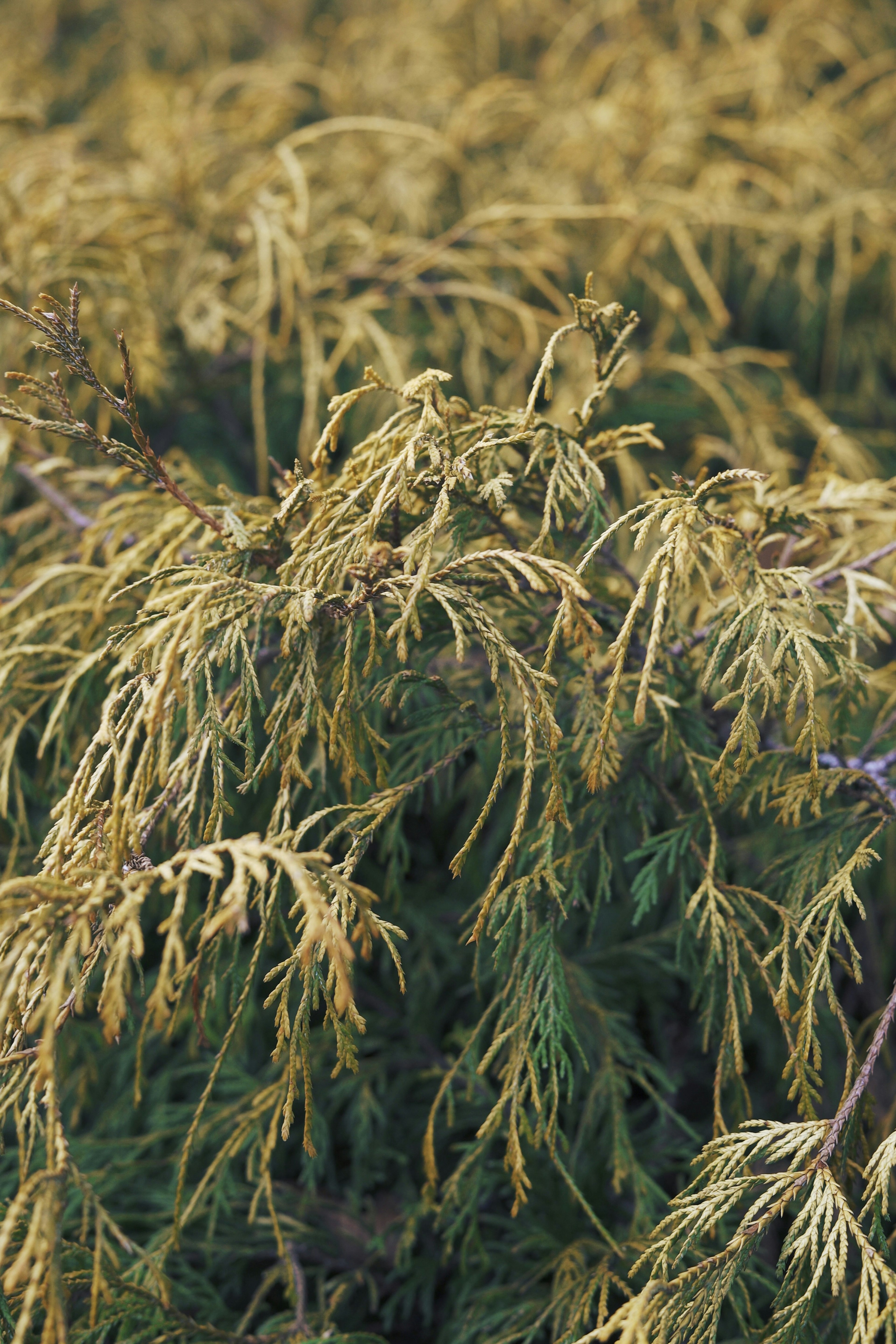 金色の葉を持つ植物のクローズアップ