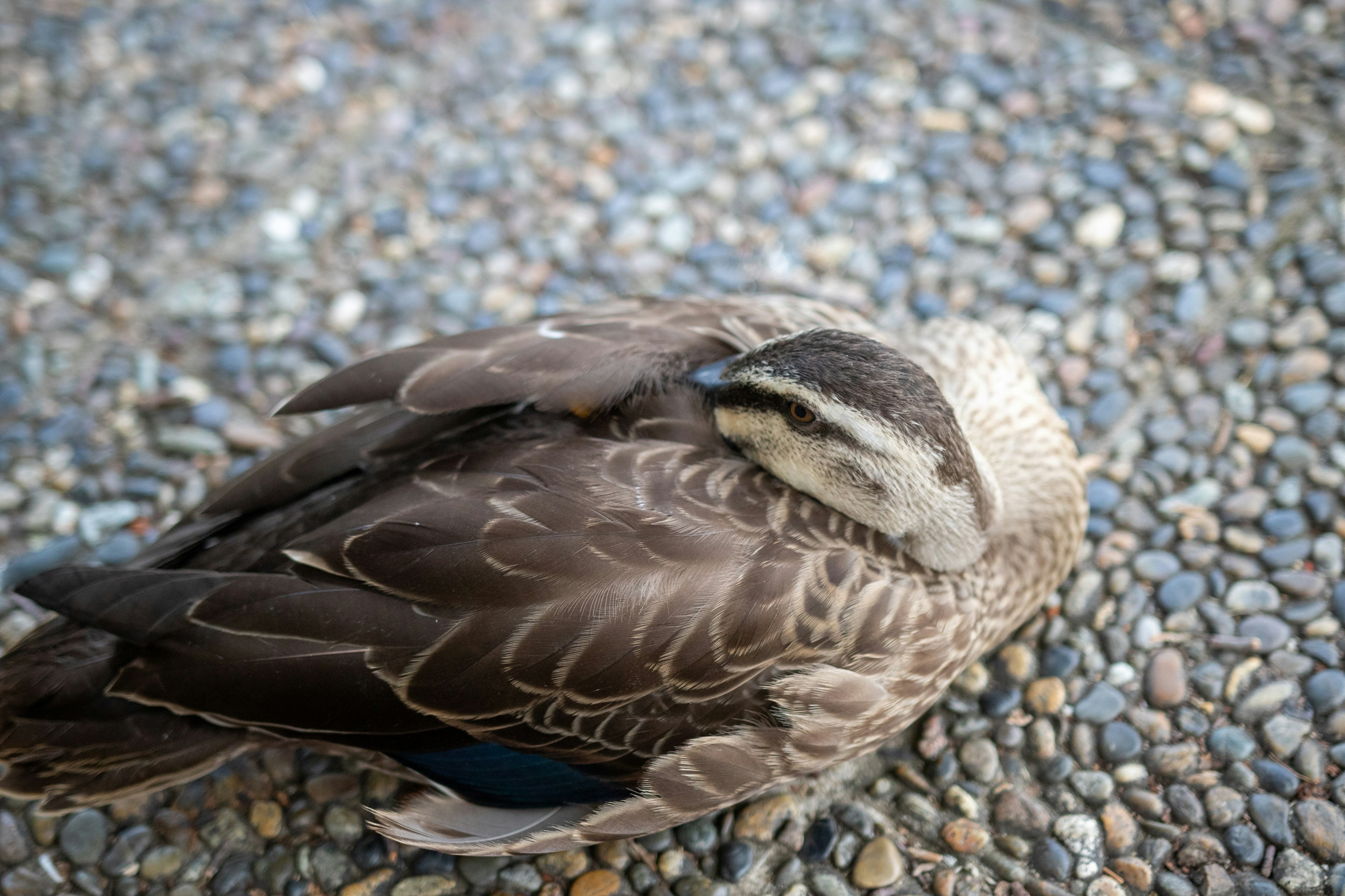 Un uccello sdraiato a terra con piume marroni e bianche che riposa su ciottoli colorati