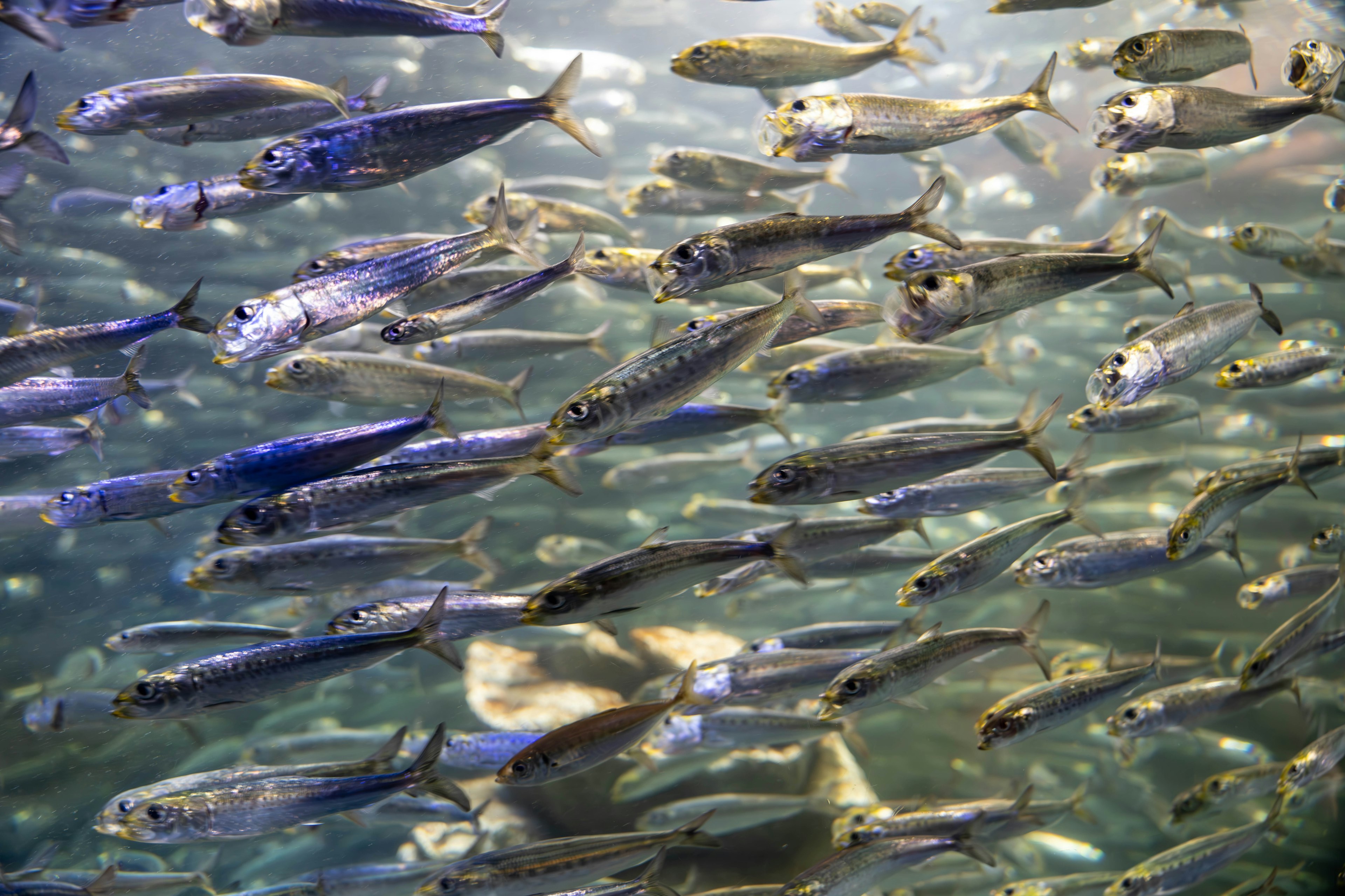 Un banco de pequeños peces nadando bajo el agua