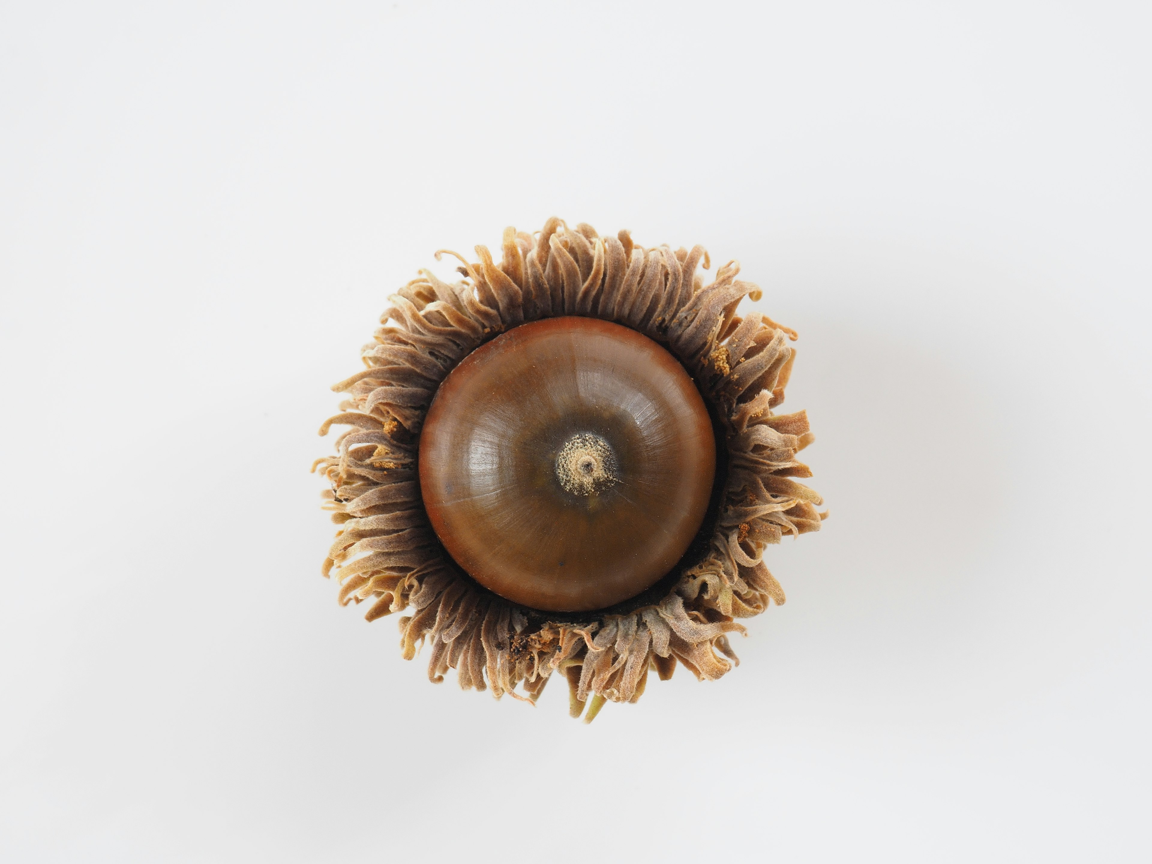 Top view of an acorn with intricate leaf-like structures surrounding it