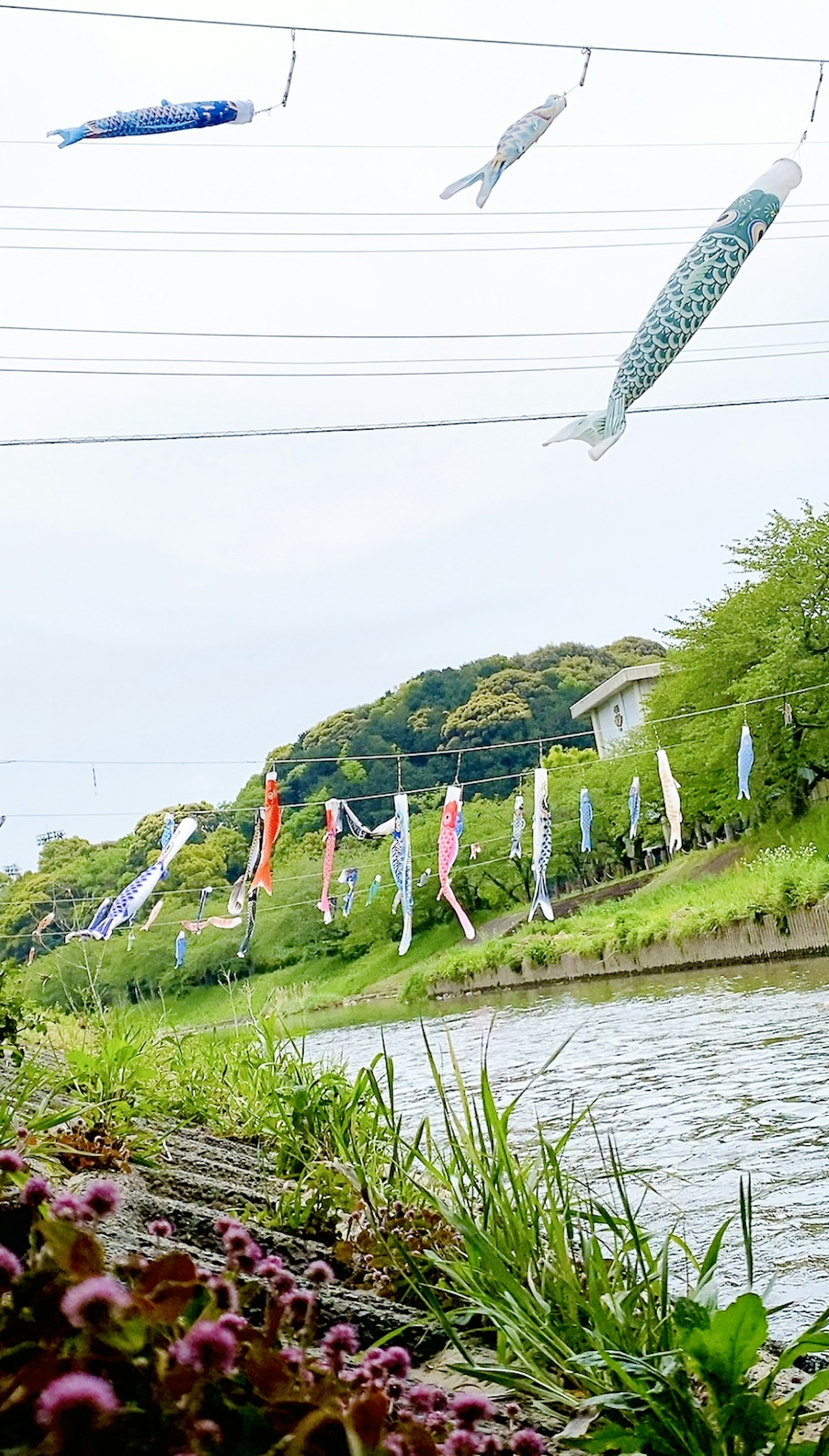 Banderas de koi coloridas ondeando cerca de un río