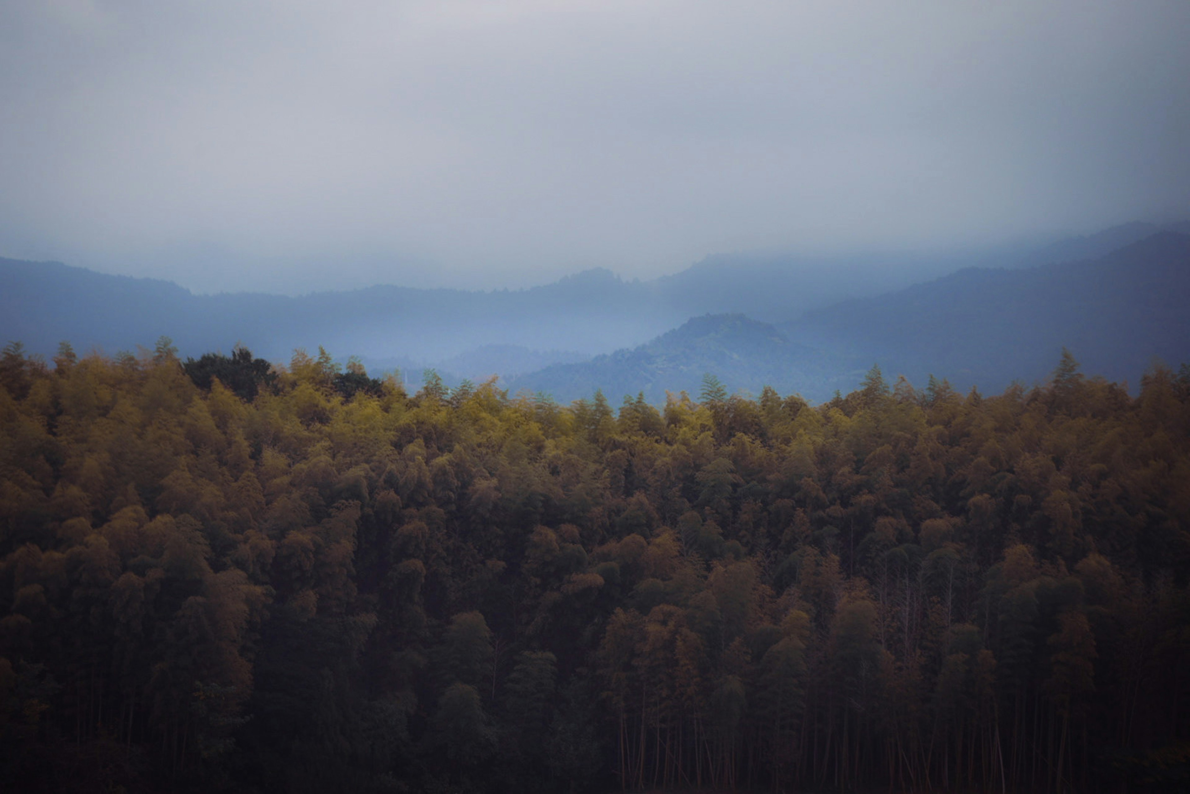 Montagnes brumeuses avec un paysage forestier coloré