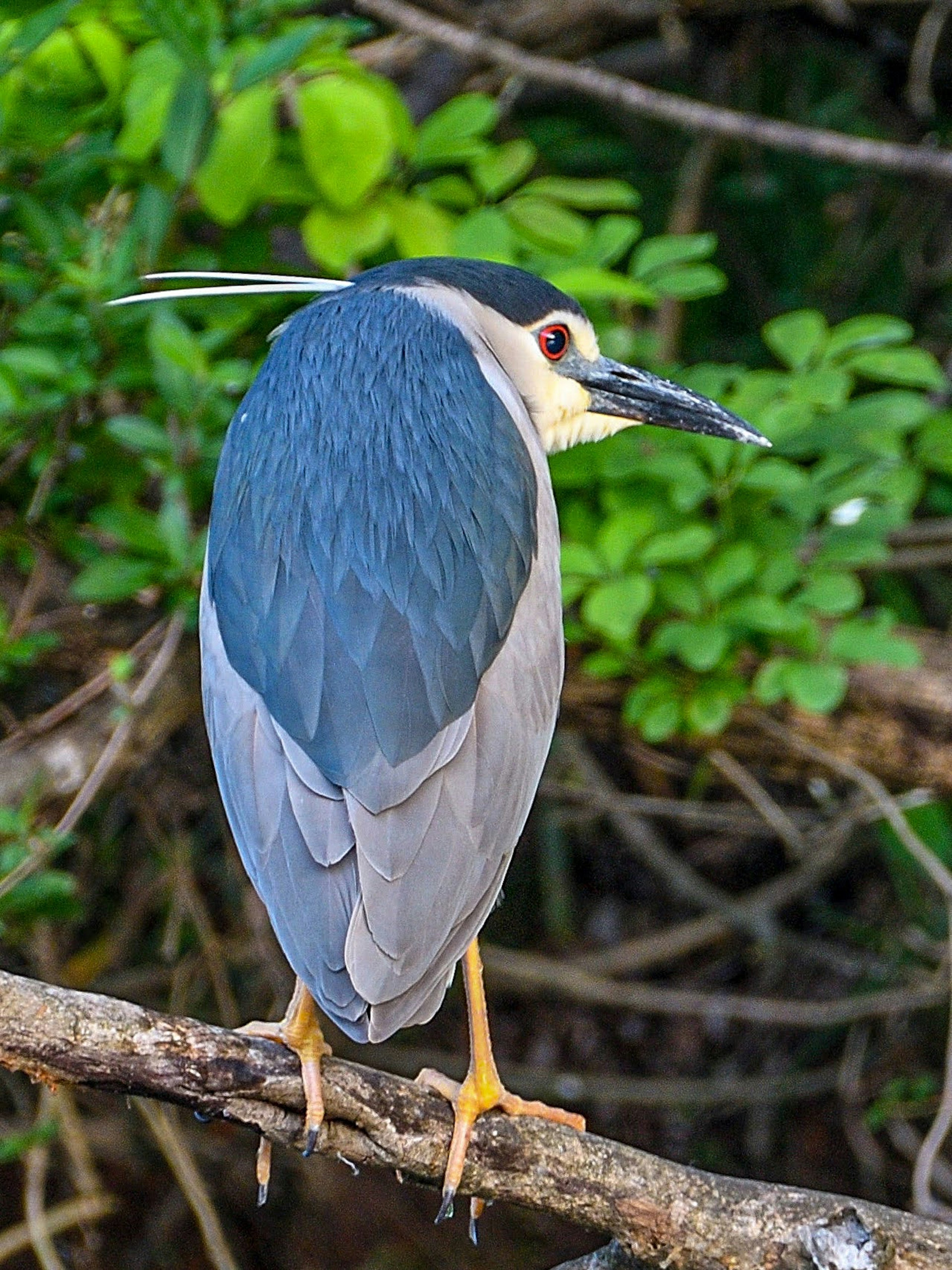 Black-crowned night heron perched on a branch with green foliage in the background