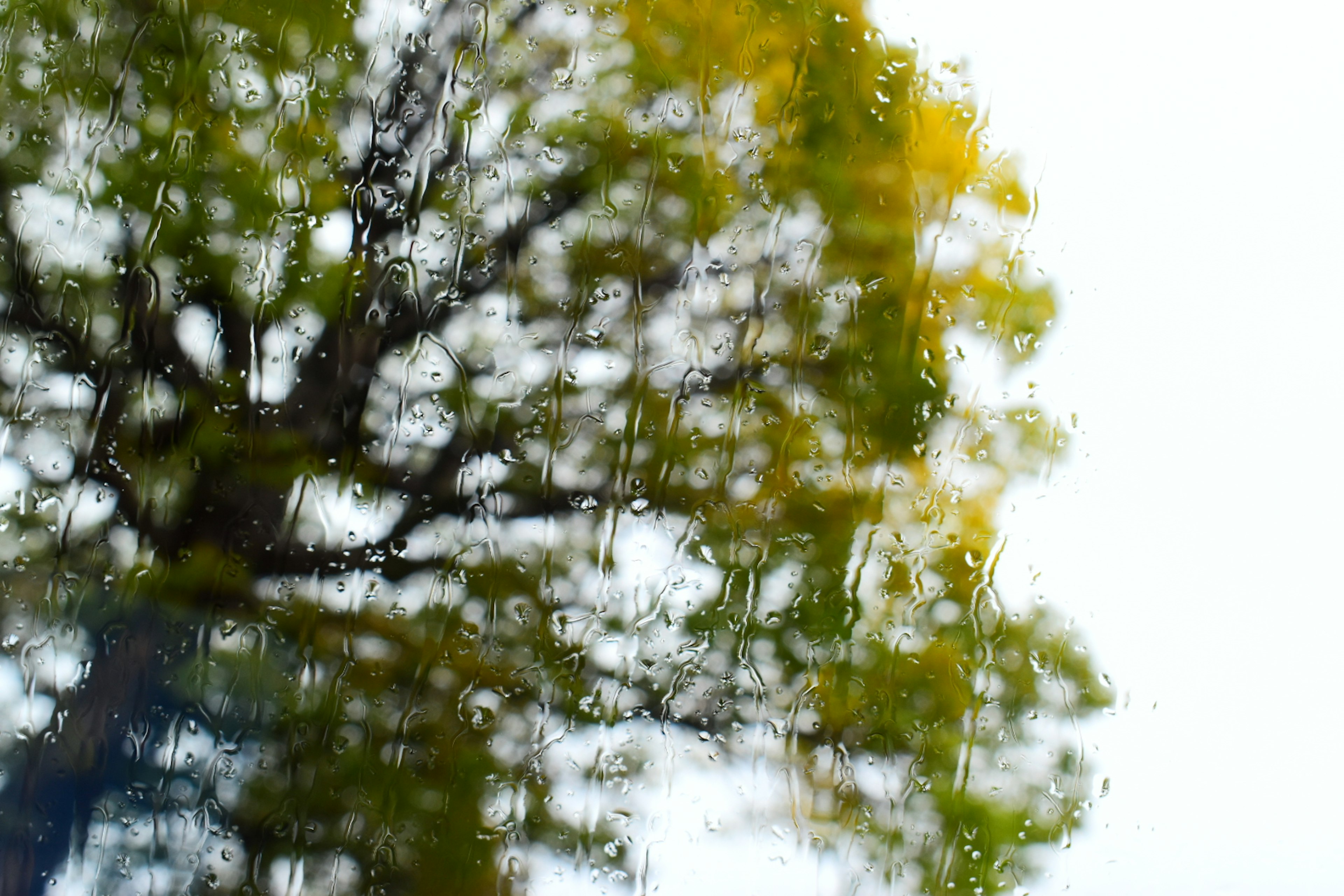 Reflejo borroso de un árbol con hojas amarillas en la superficie del agua