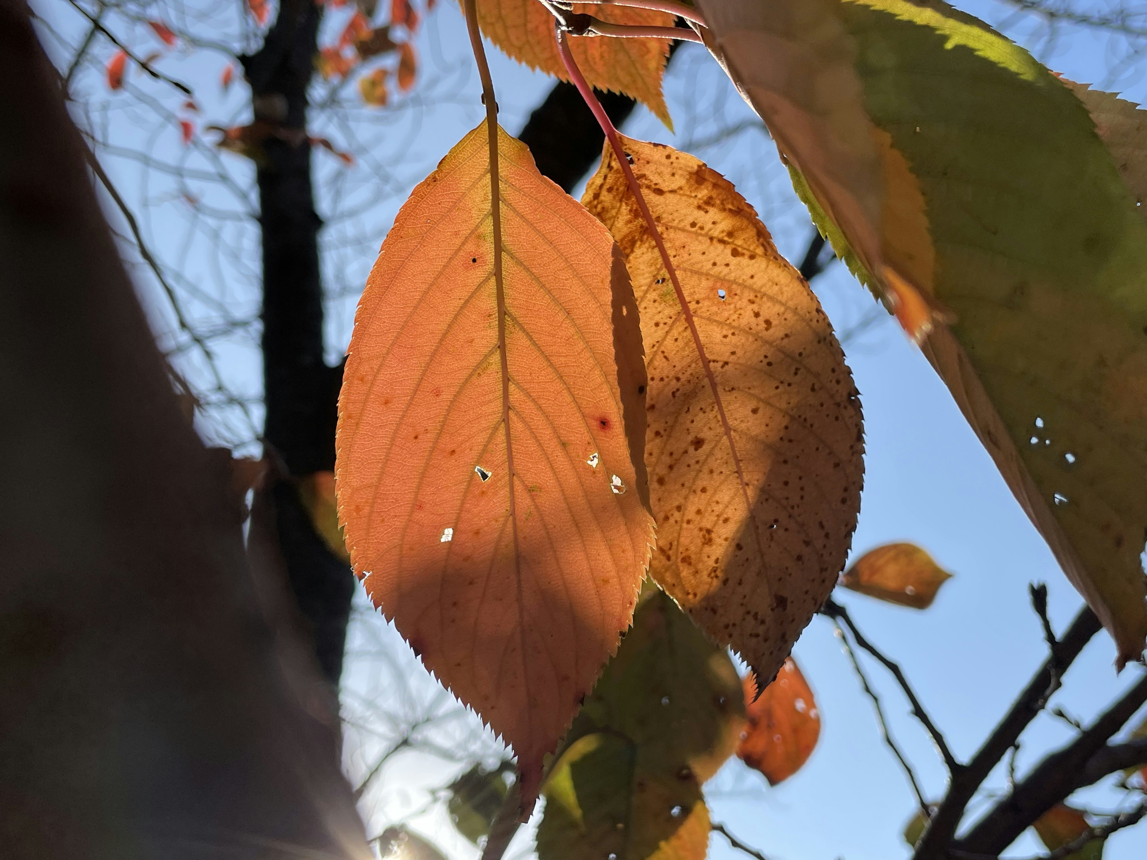 Hojas de otoño iluminadas por la luz del sol