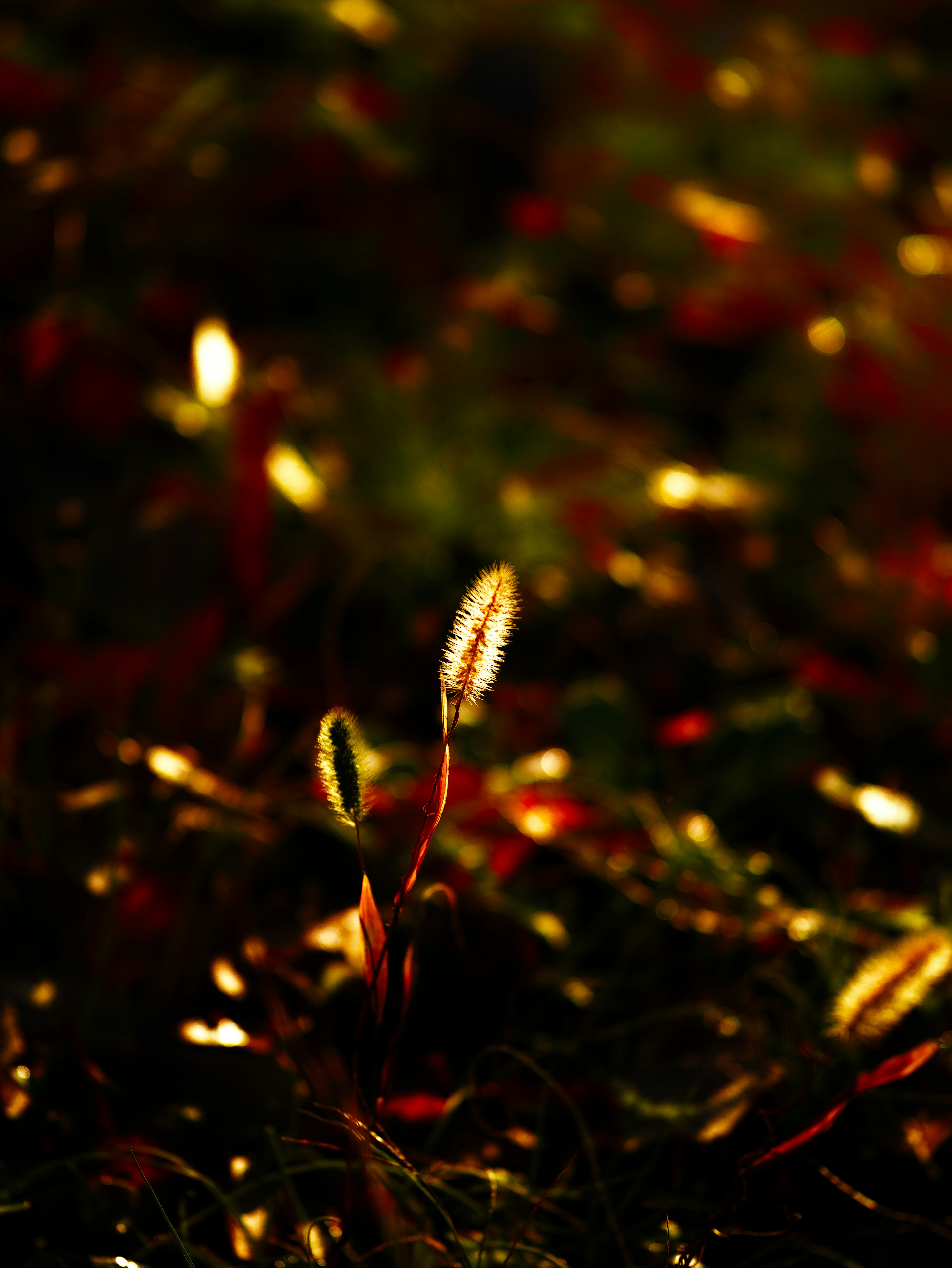 A small plant sprout standing against a golden background