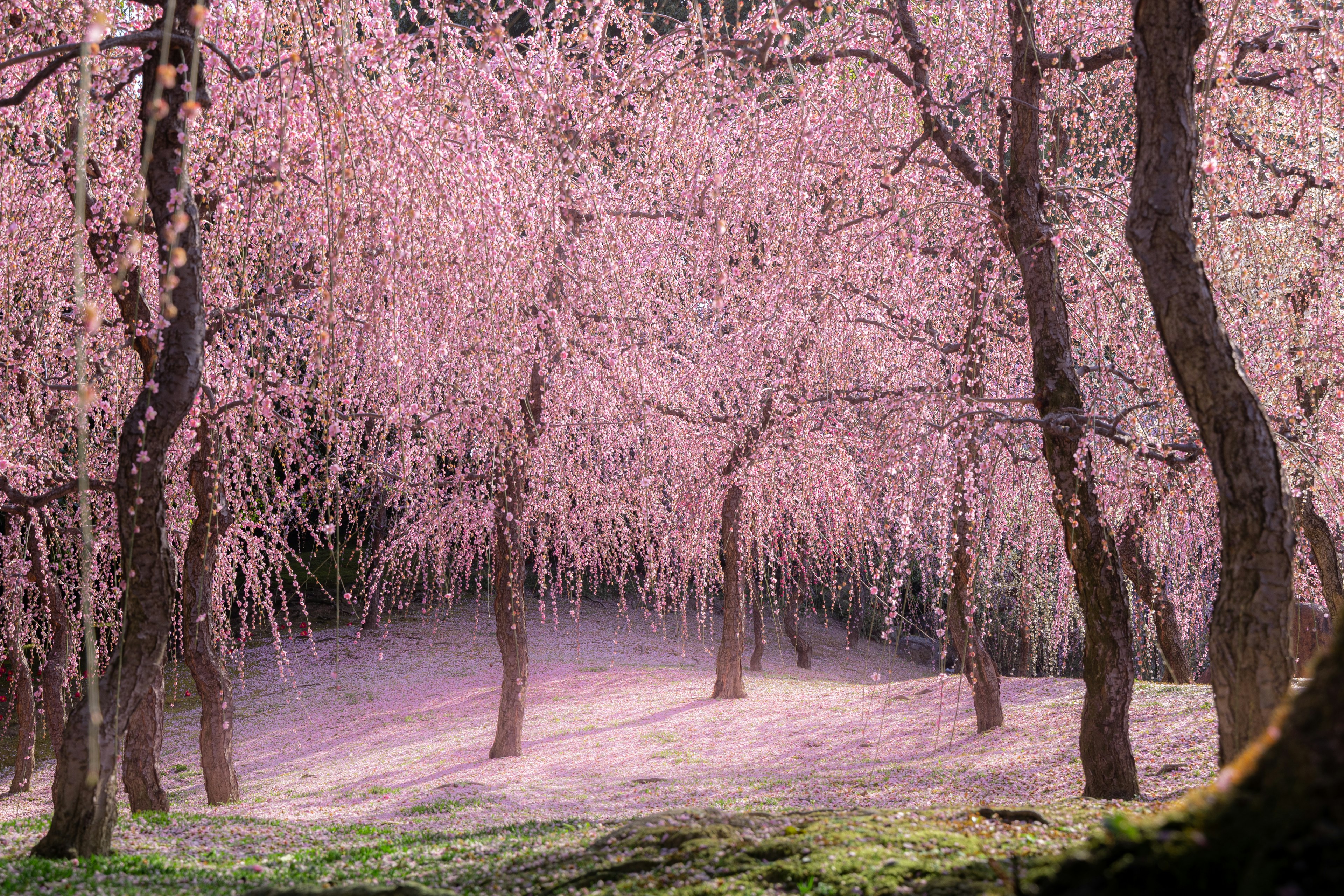 Landschaft mit blühenden Kirschbäumen und rosa Blüten