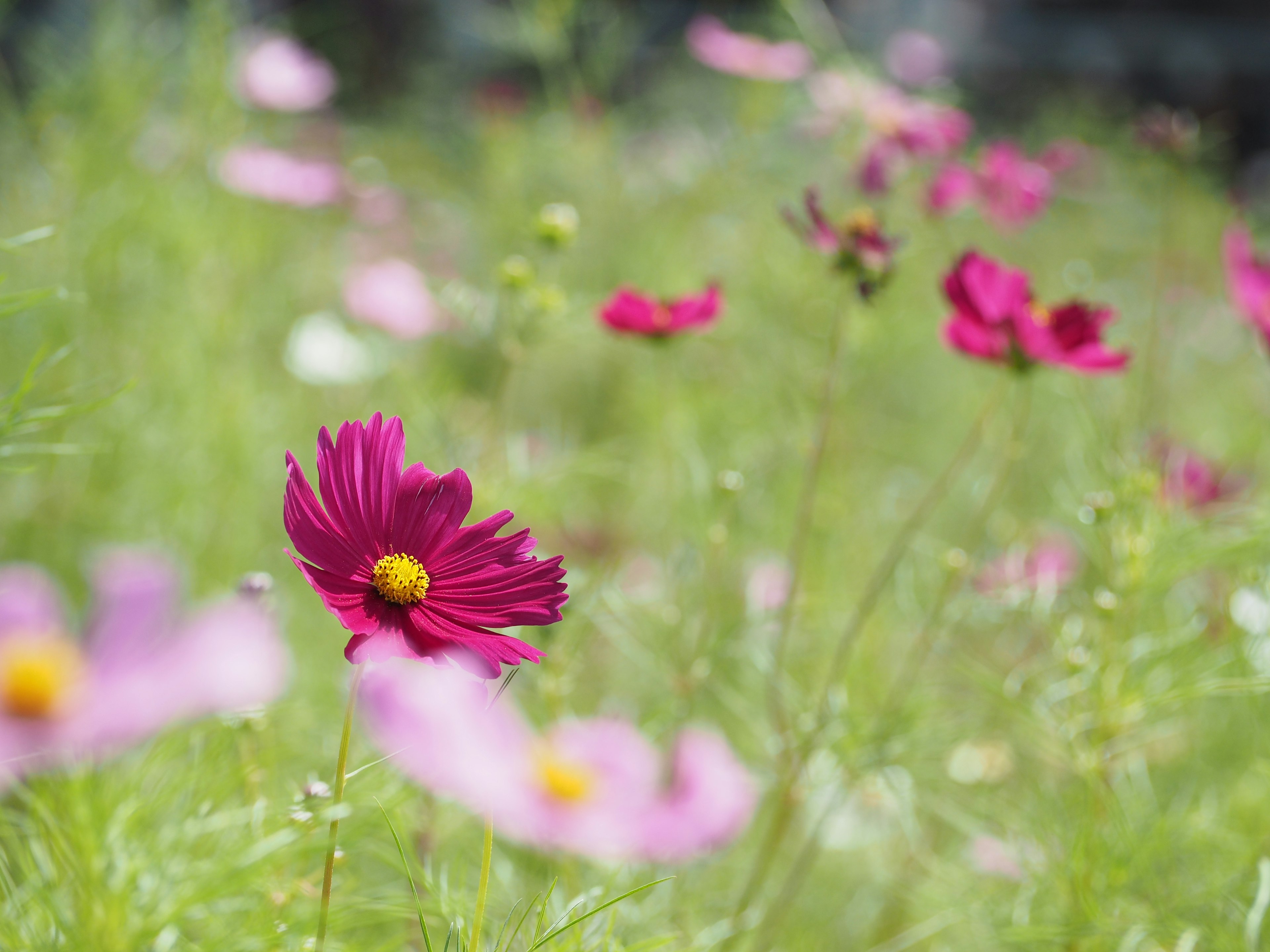 Vibrant pink cosmos flowers blooming in a green background