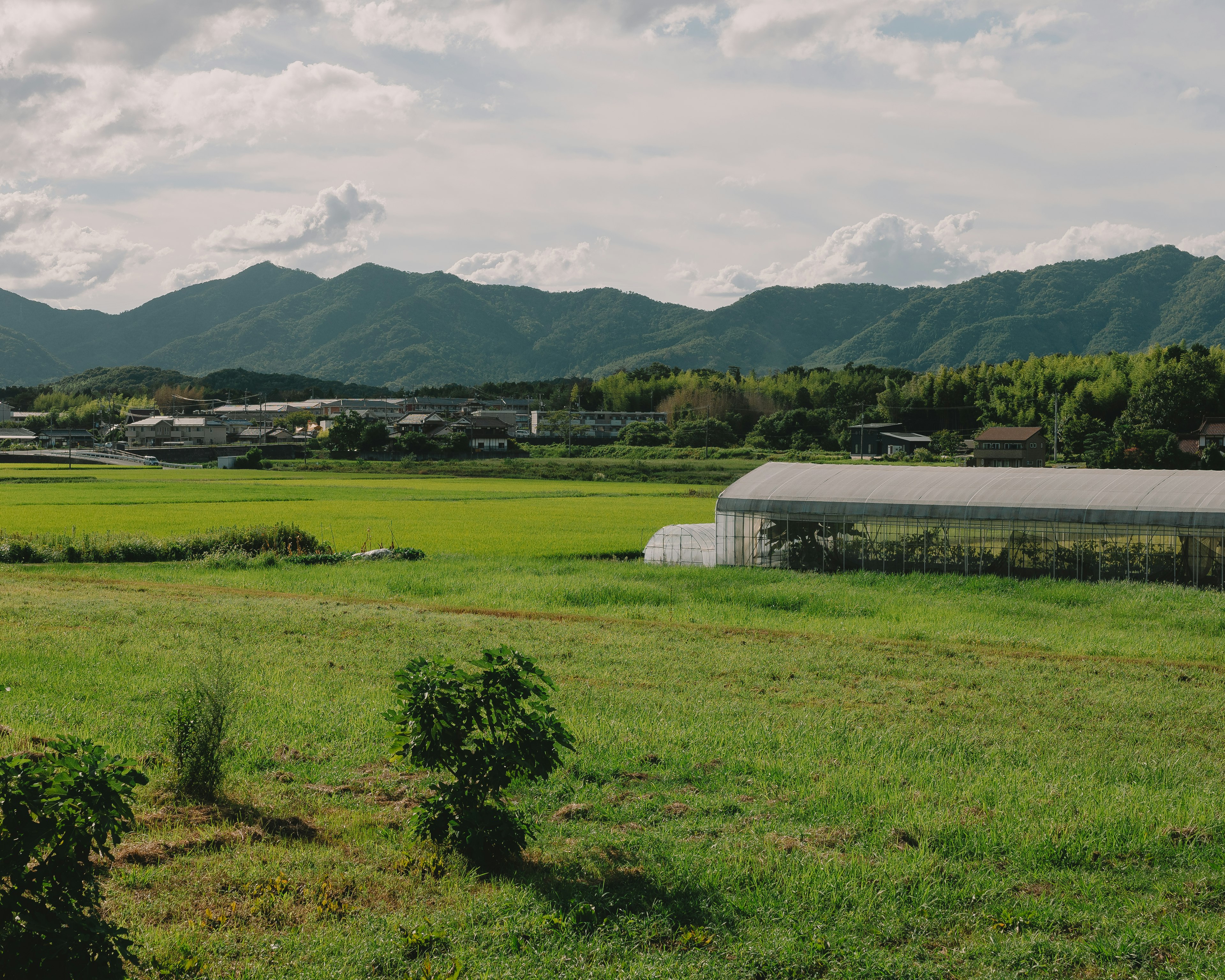 Paysage de champs verdoyants avec des montagnes en arrière-plan