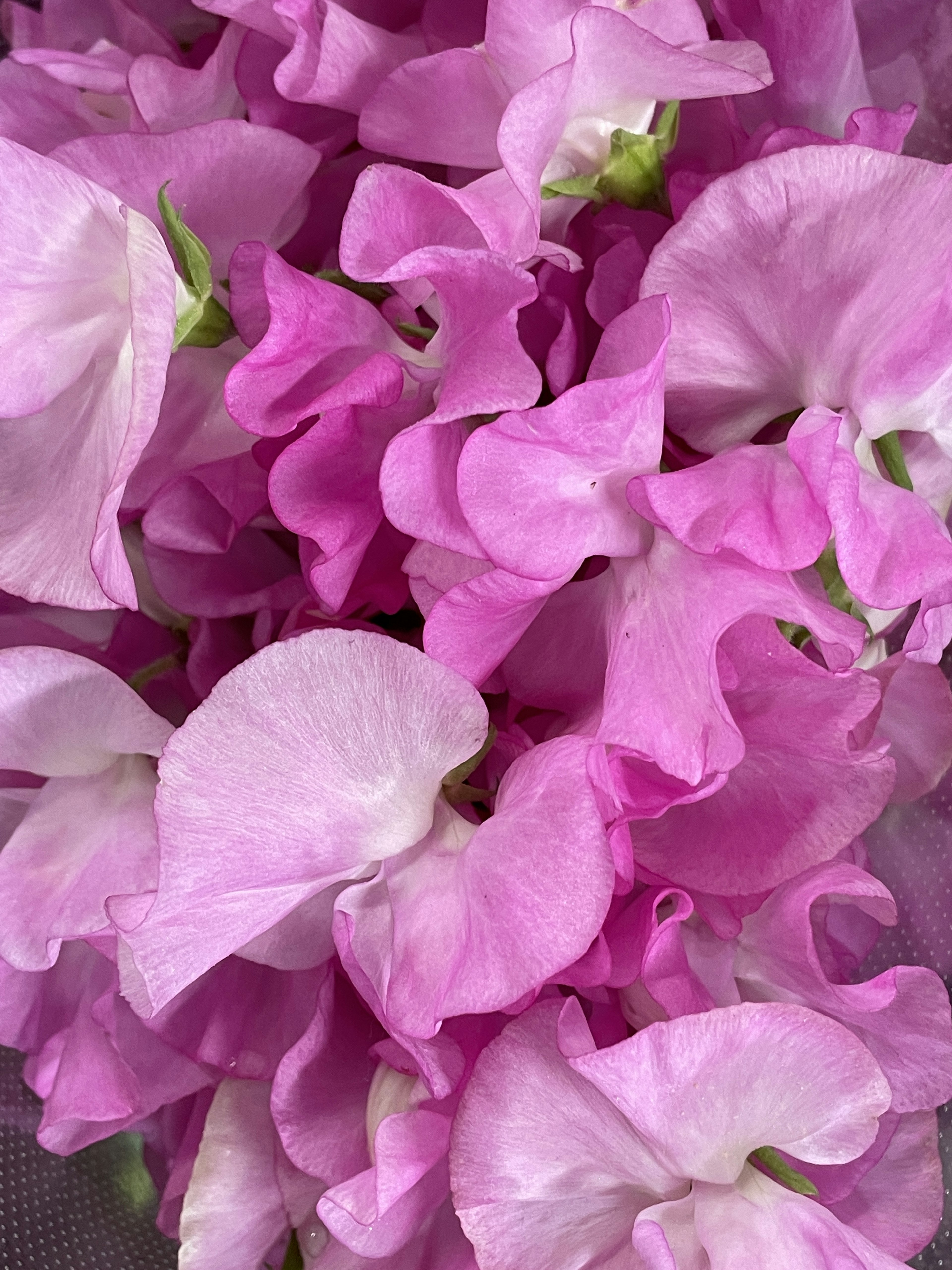 Beautiful pink sweet pea petals overlapping