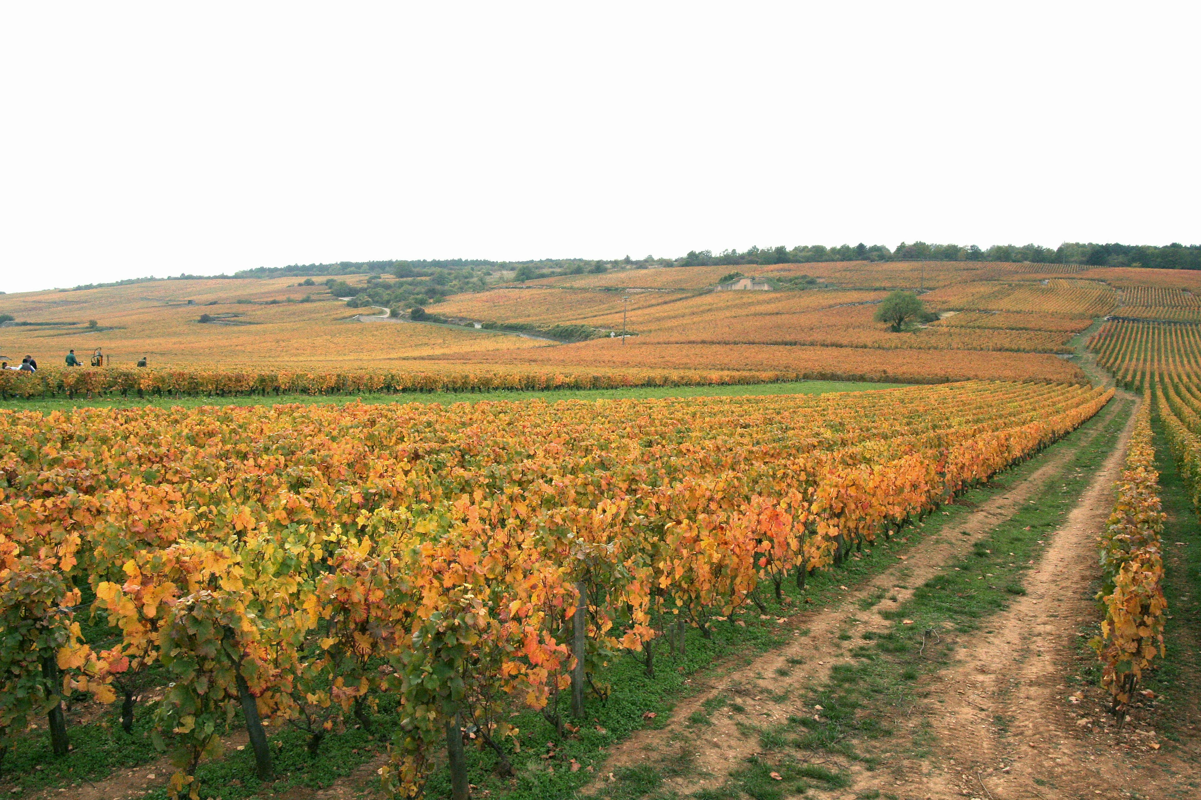 Lebendige herbstliche Weinberglandschaft mit sanften Hügeln und einem Feldweg