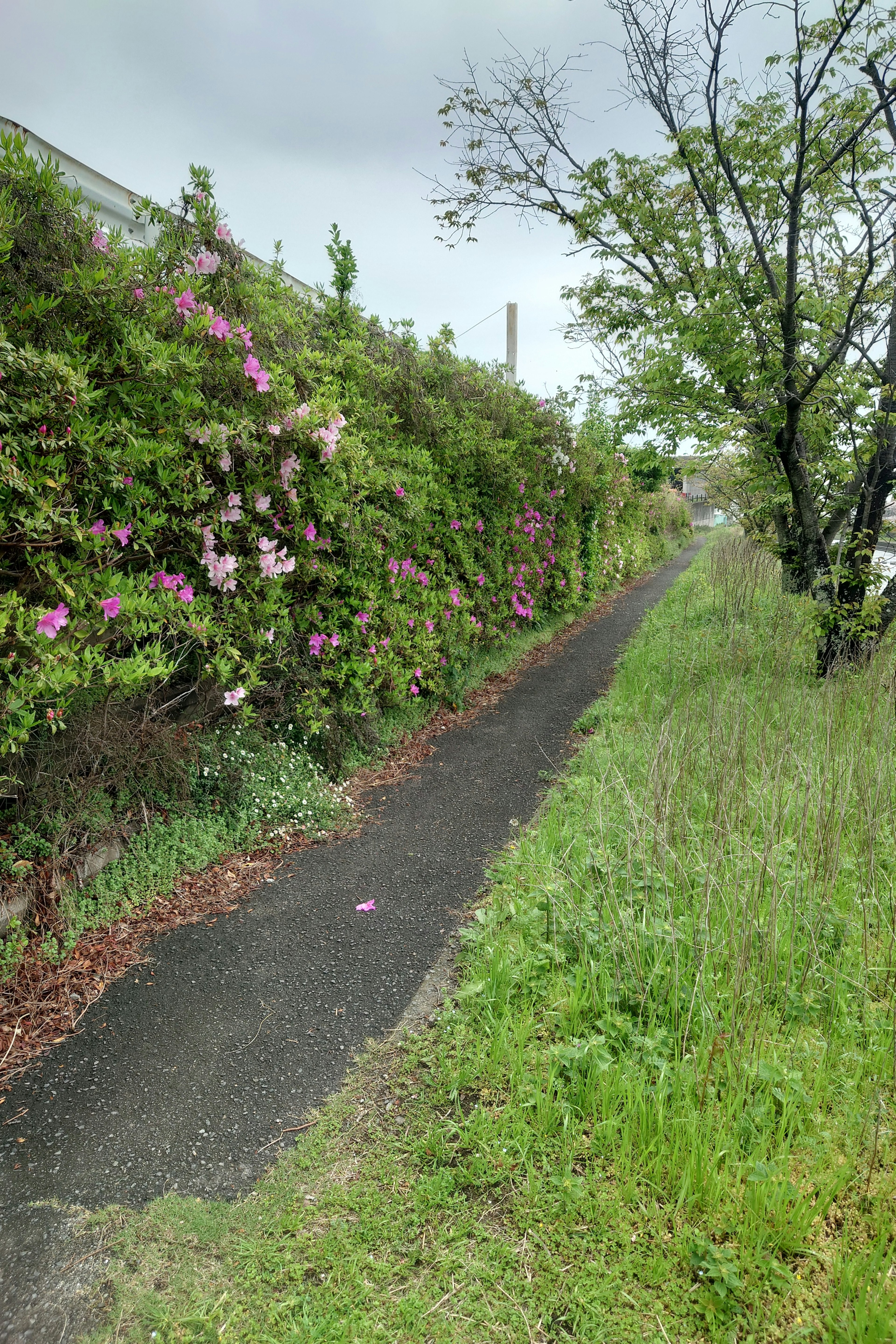 緑の草と花が咲く小道の風景