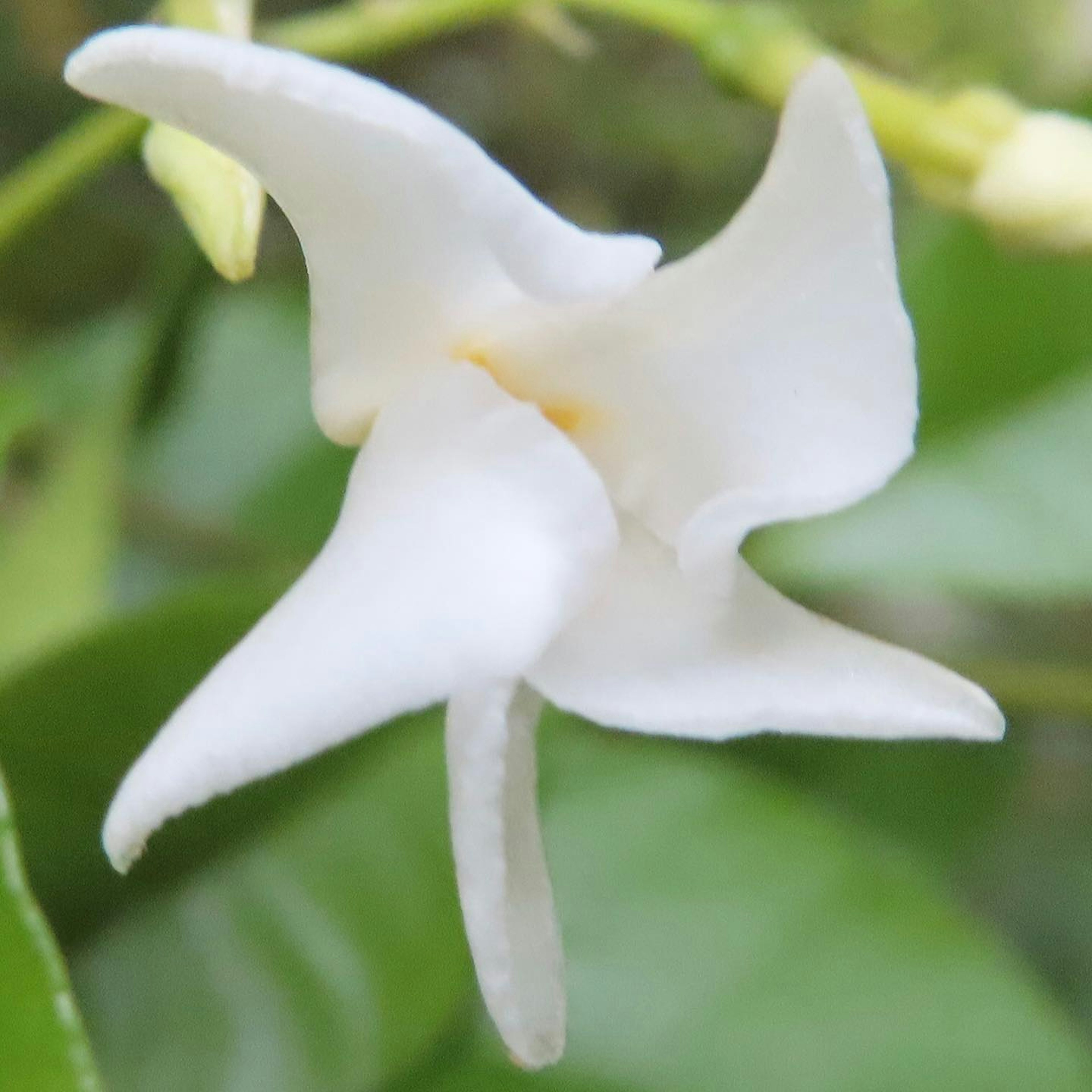 Kedekatan bunga cantik dengan kelopak putih di latar belakang daun hijau