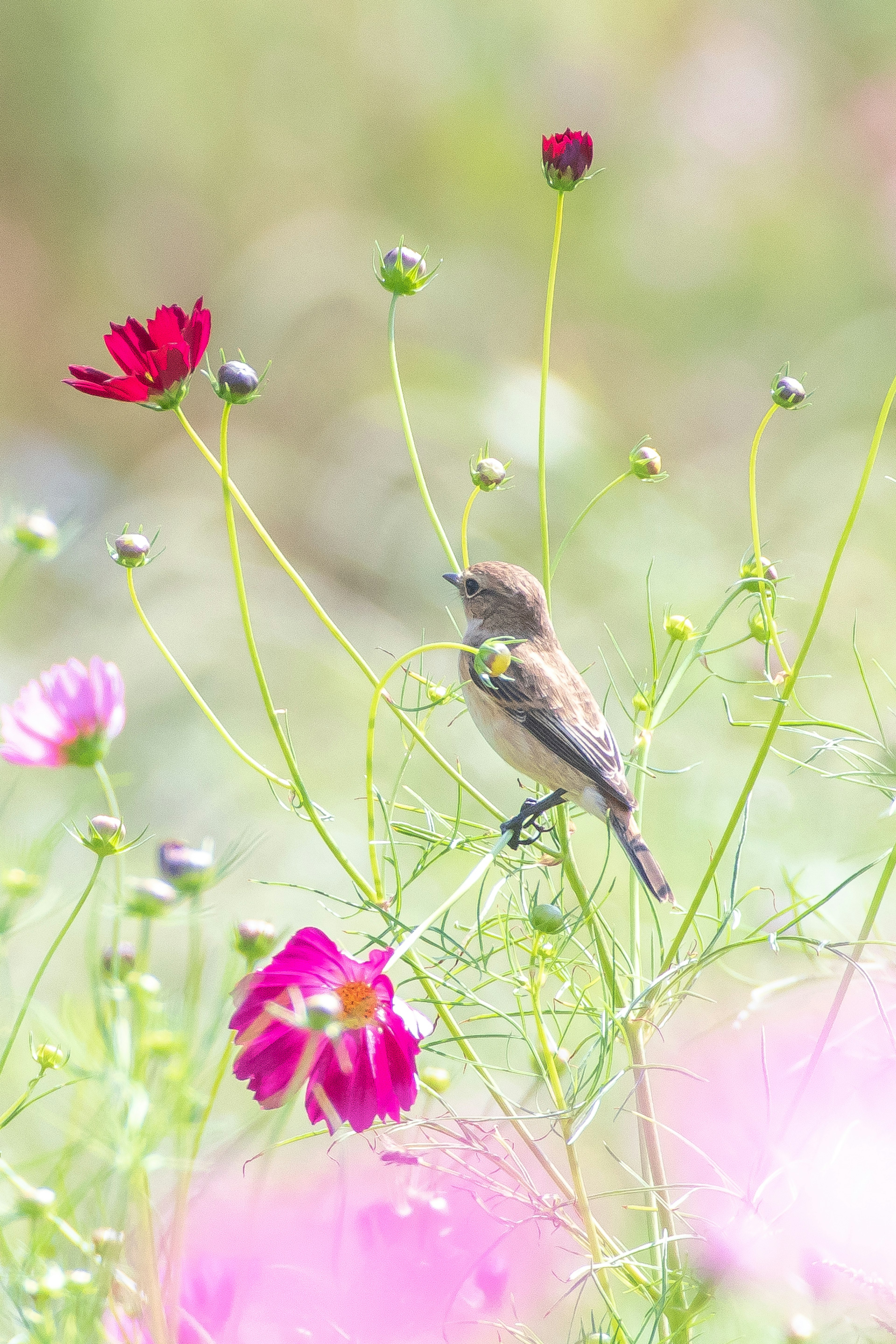 Un pequeño pájaro de pie entre flores coloridas en un fondo desenfocado