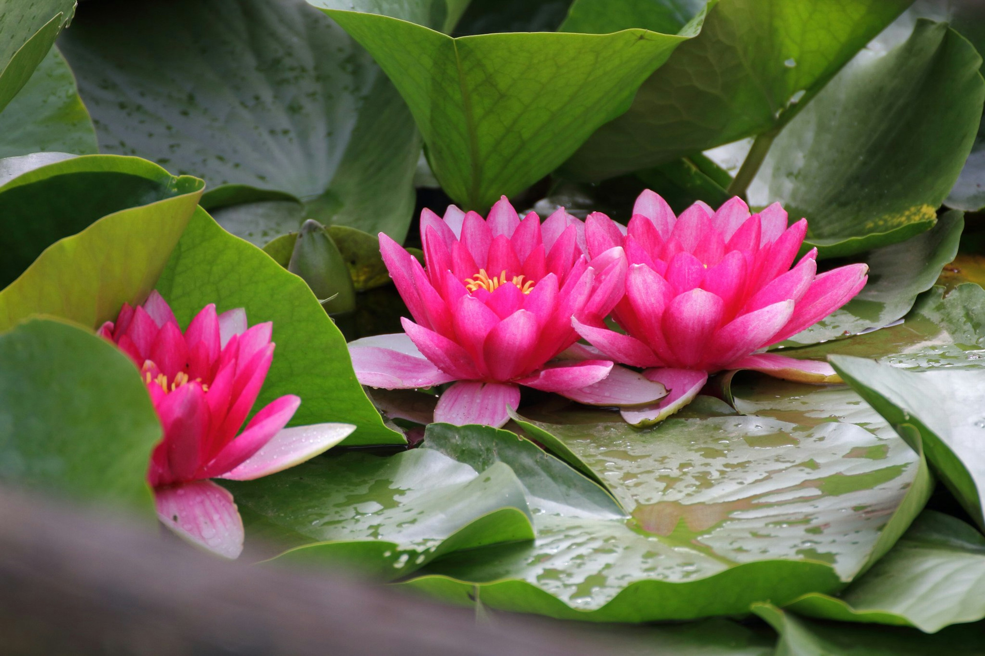 Hermosas flores de loto rosa flotando sobre hojas verdes exuberantes