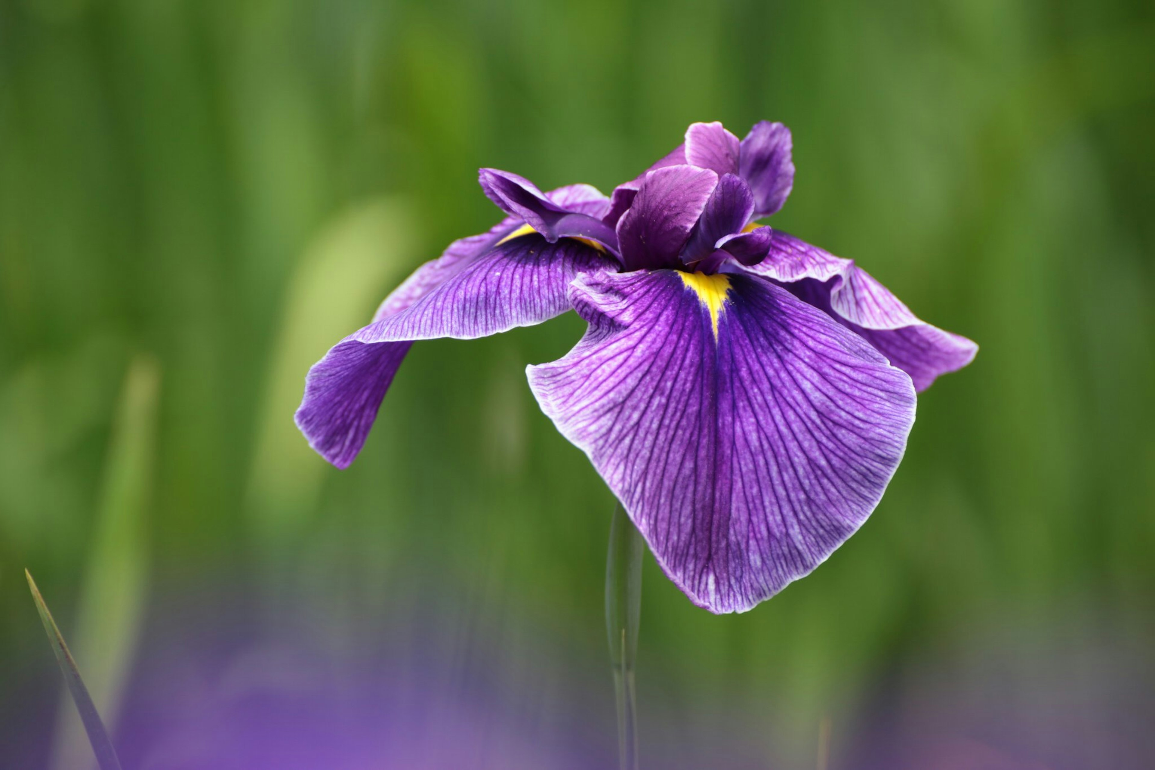 A beautiful purple flower stands out against a green background