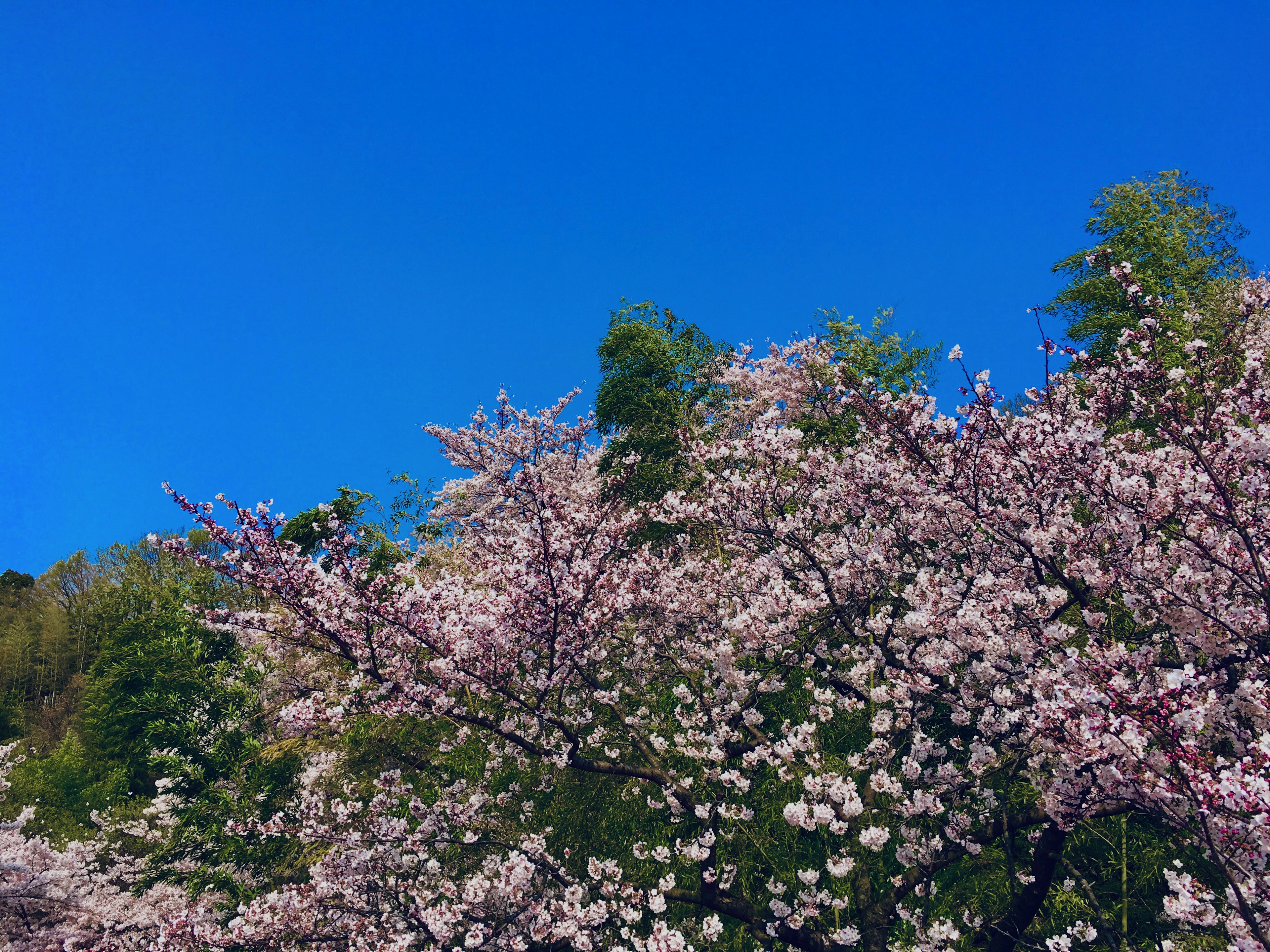 Bunga sakura yang indah di bawah langit biru cerah