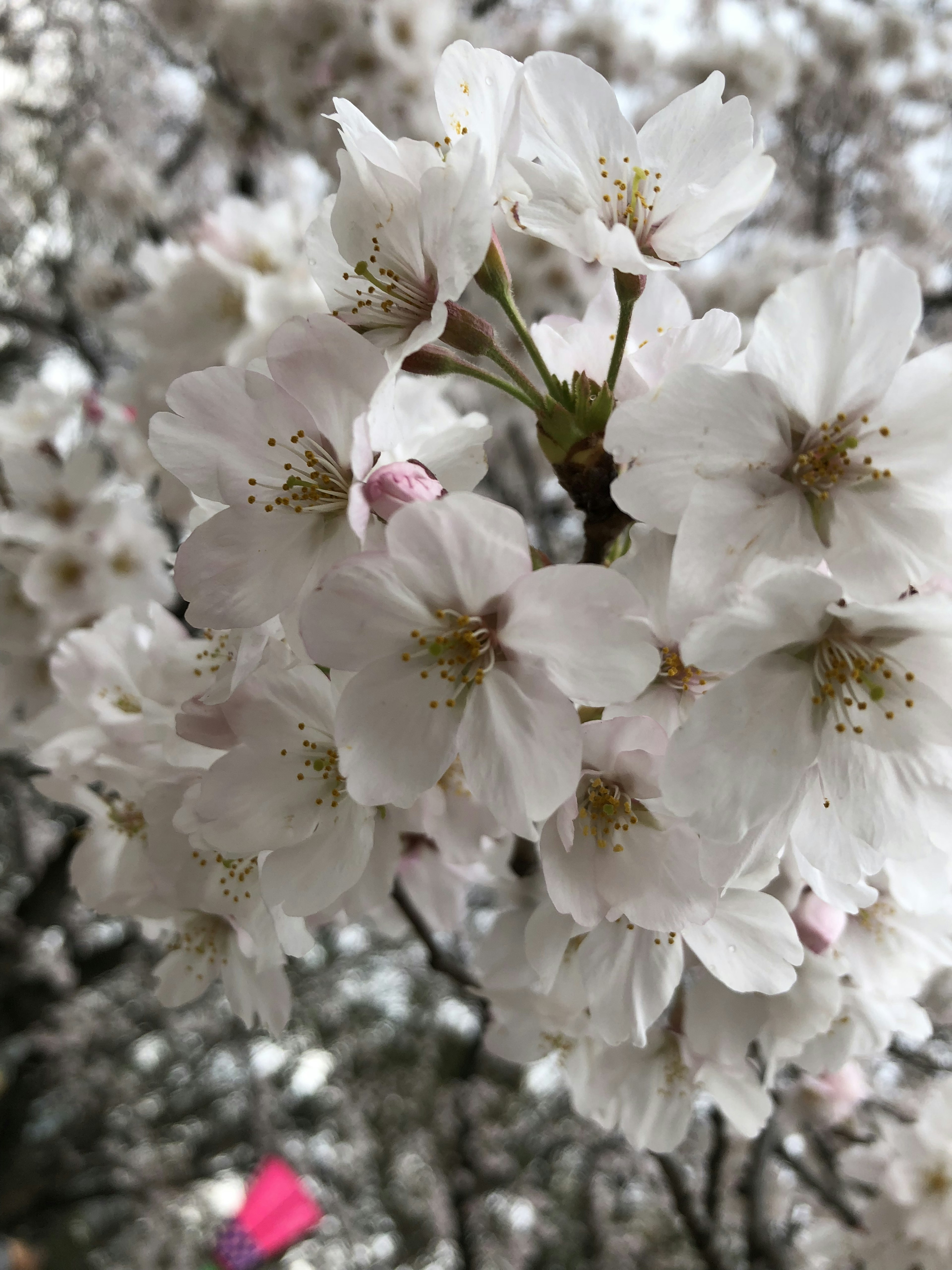 樱花盛开的特写