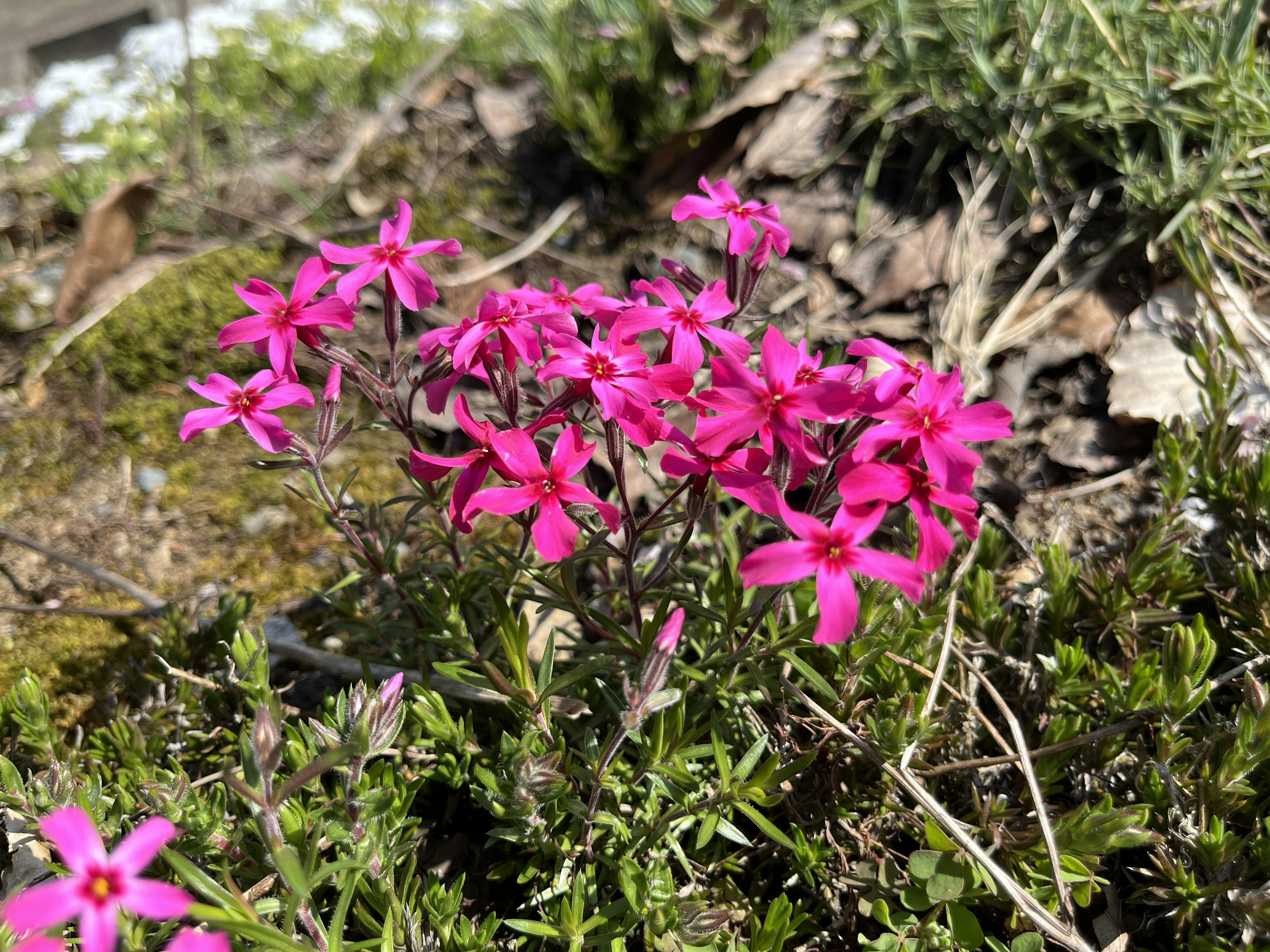 Lebendige pinke Blumen blühen in einer natürlichen Umgebung