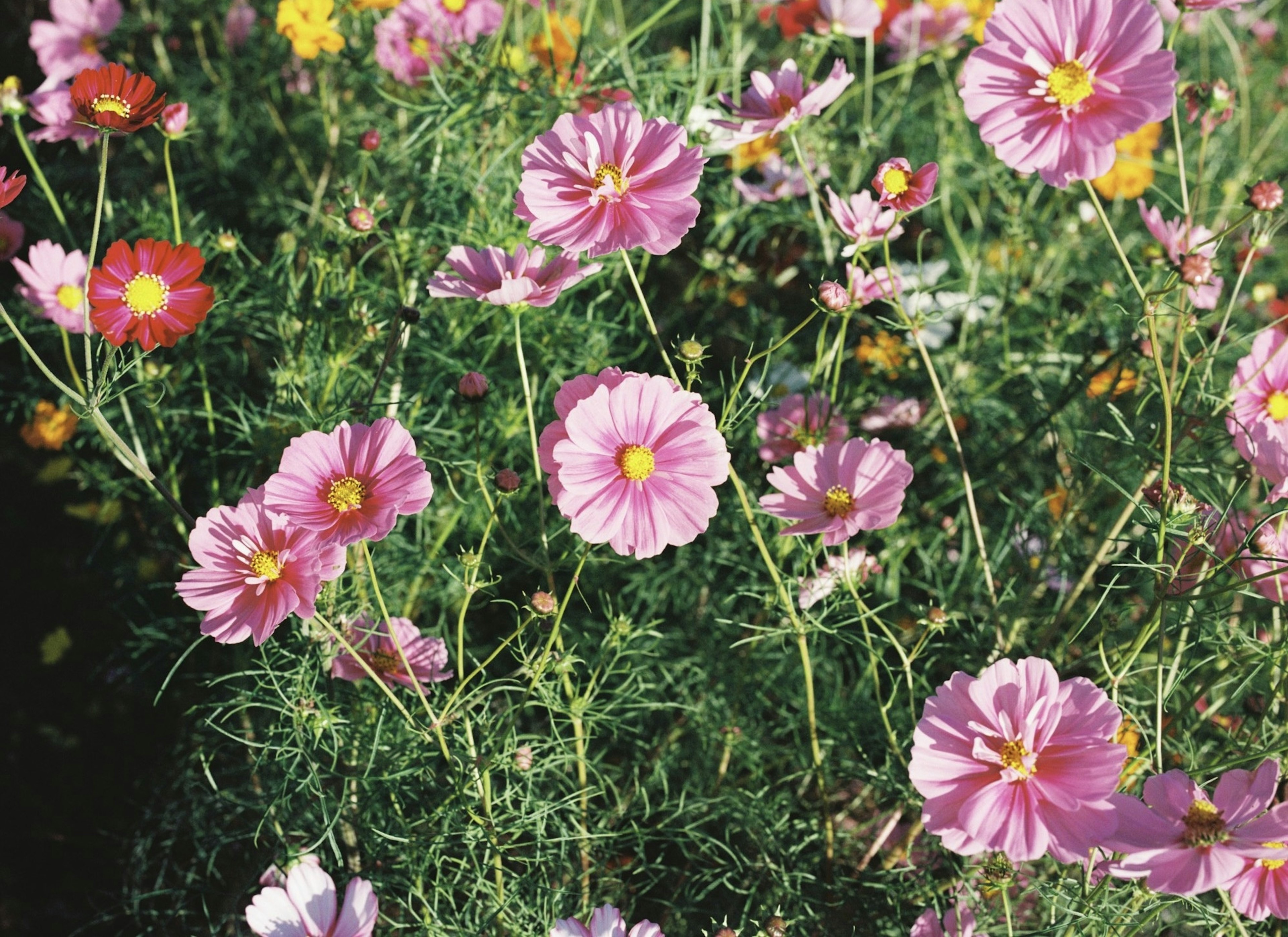 ピンクのコスモスの花が咲く庭の風景