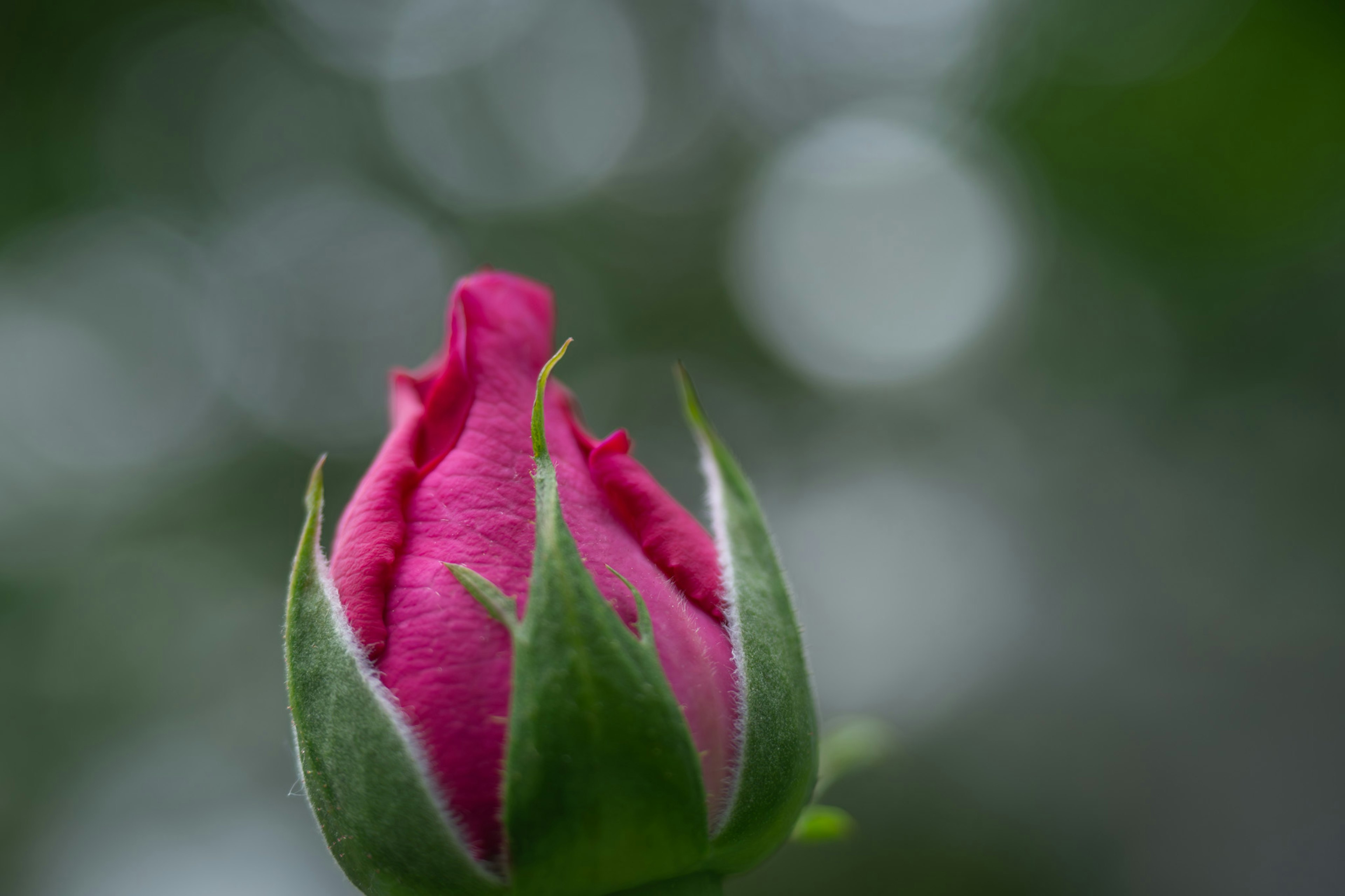 vibrant pink rosebud surrounded by green leaves