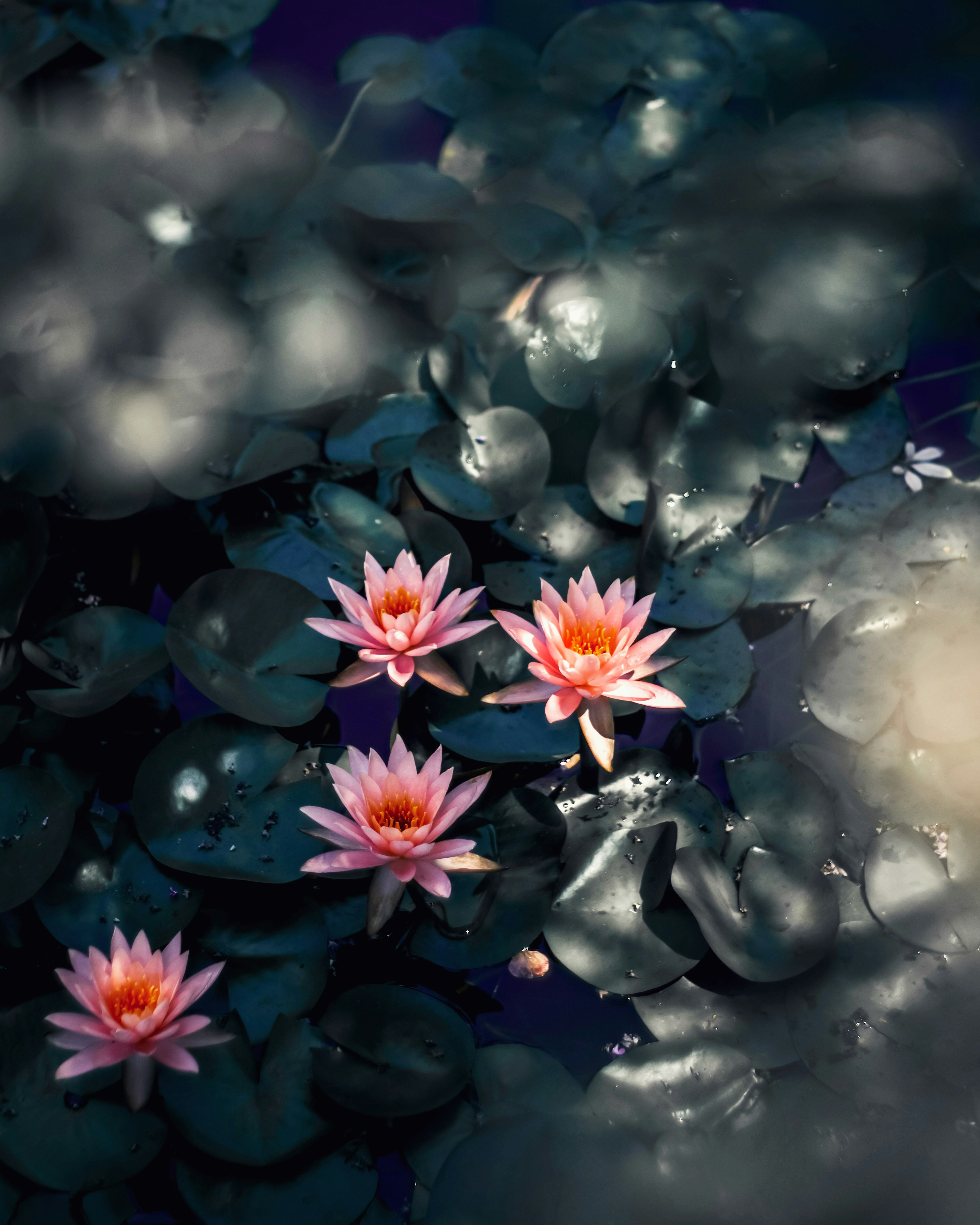 Pink water lilies floating on a dark pond with green leaves