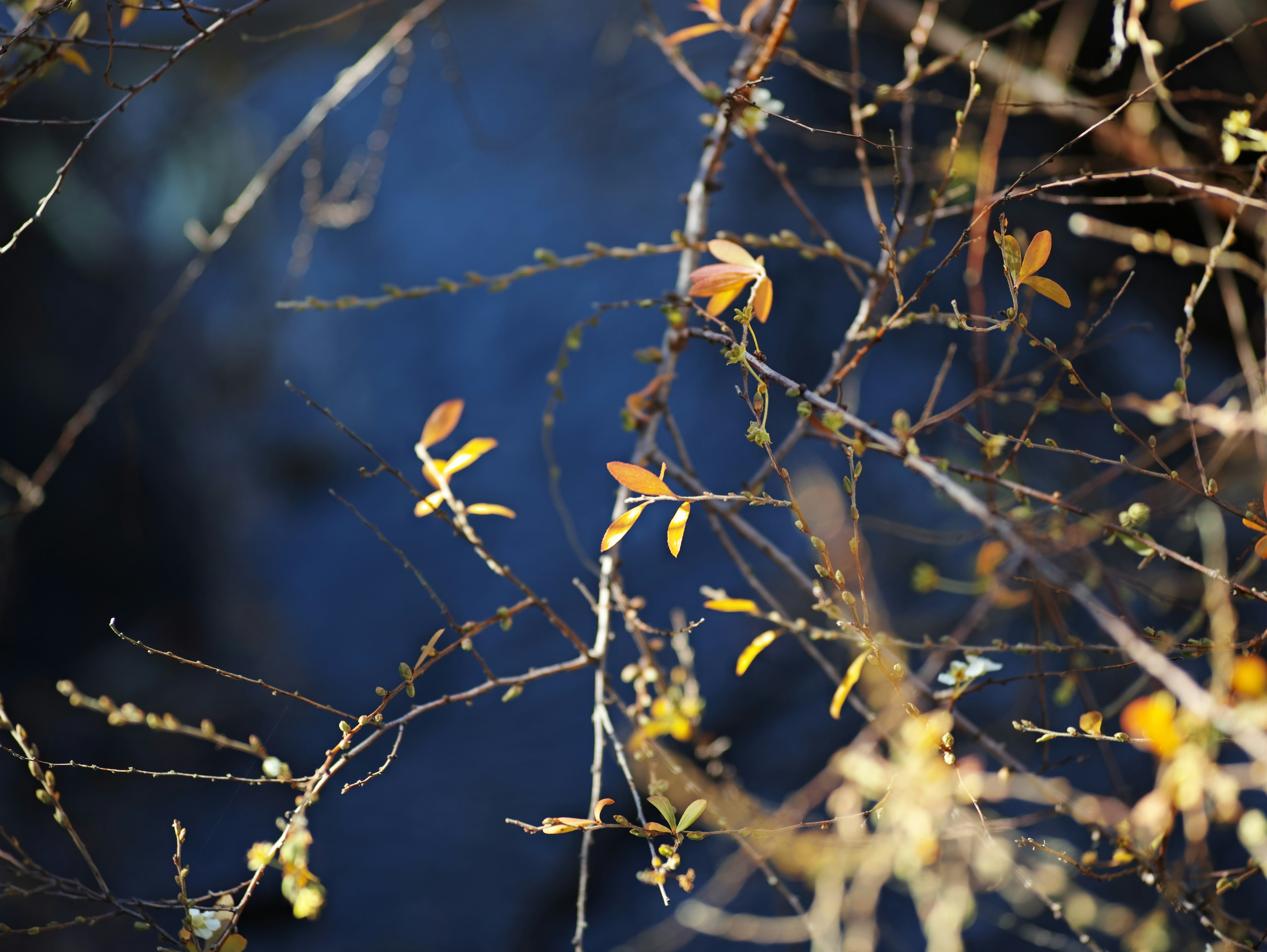 Foto de tallos y hojas entrelazados sobre un fondo azul