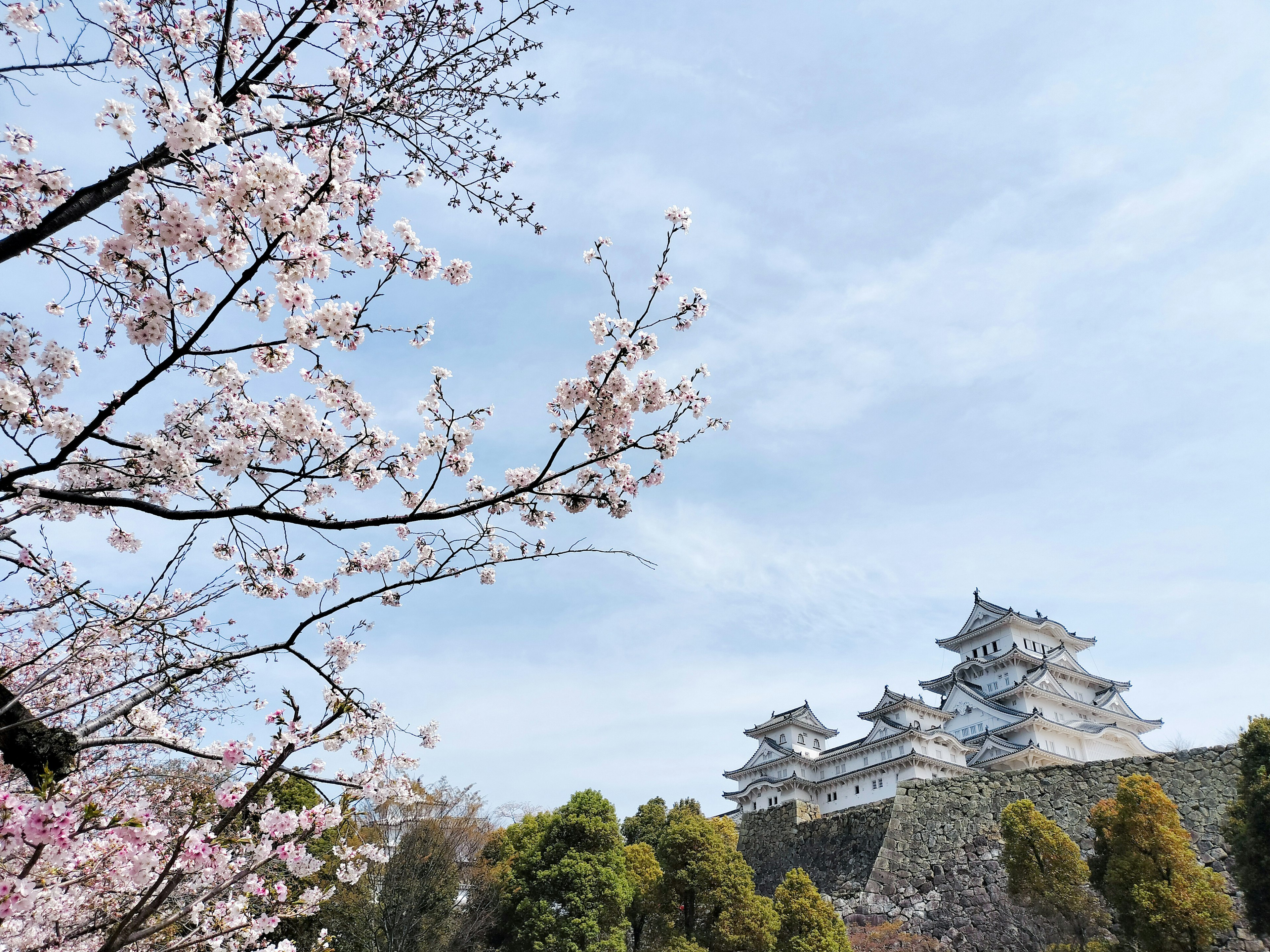 桜の花と姫路城の風景