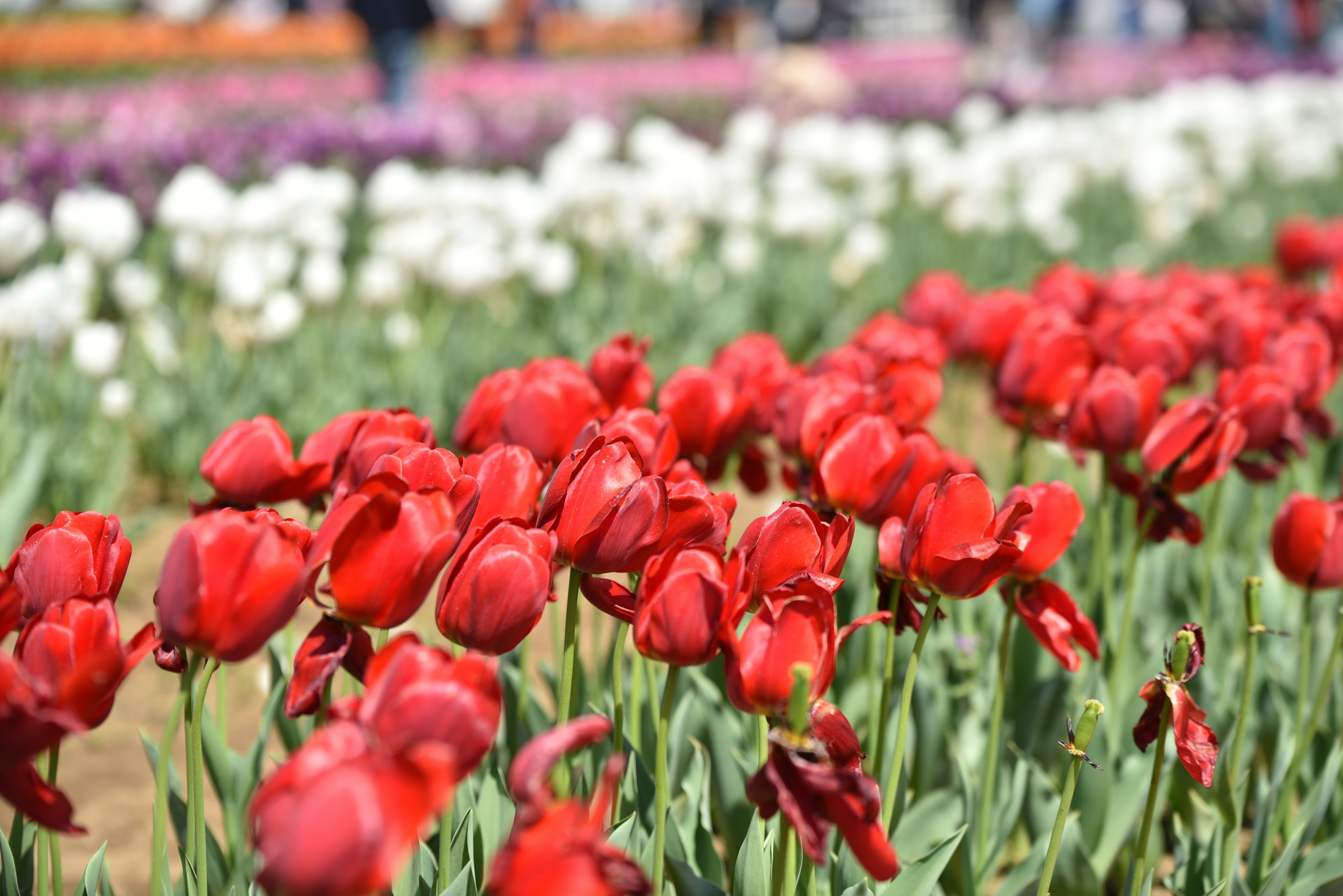 Ladang tulip merah yang cerah sedang mekar