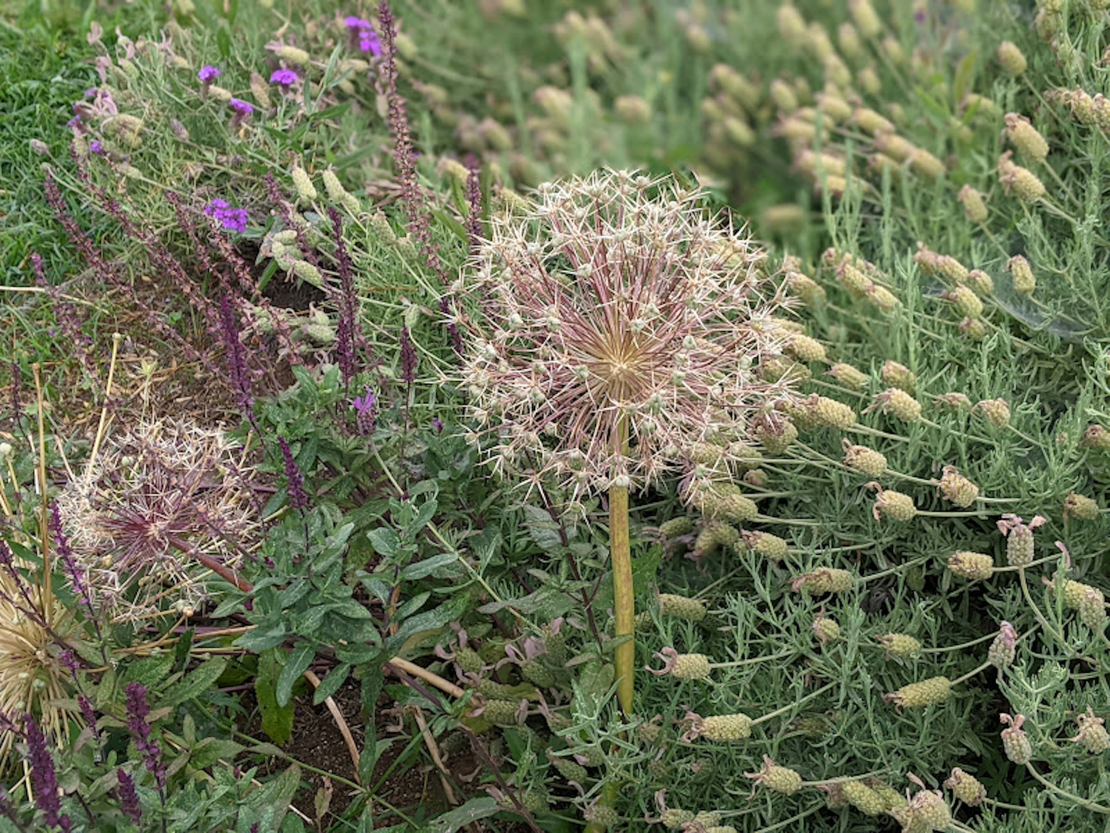 Fleur sphérique entourée de fleurs violettes et de feuillage vert