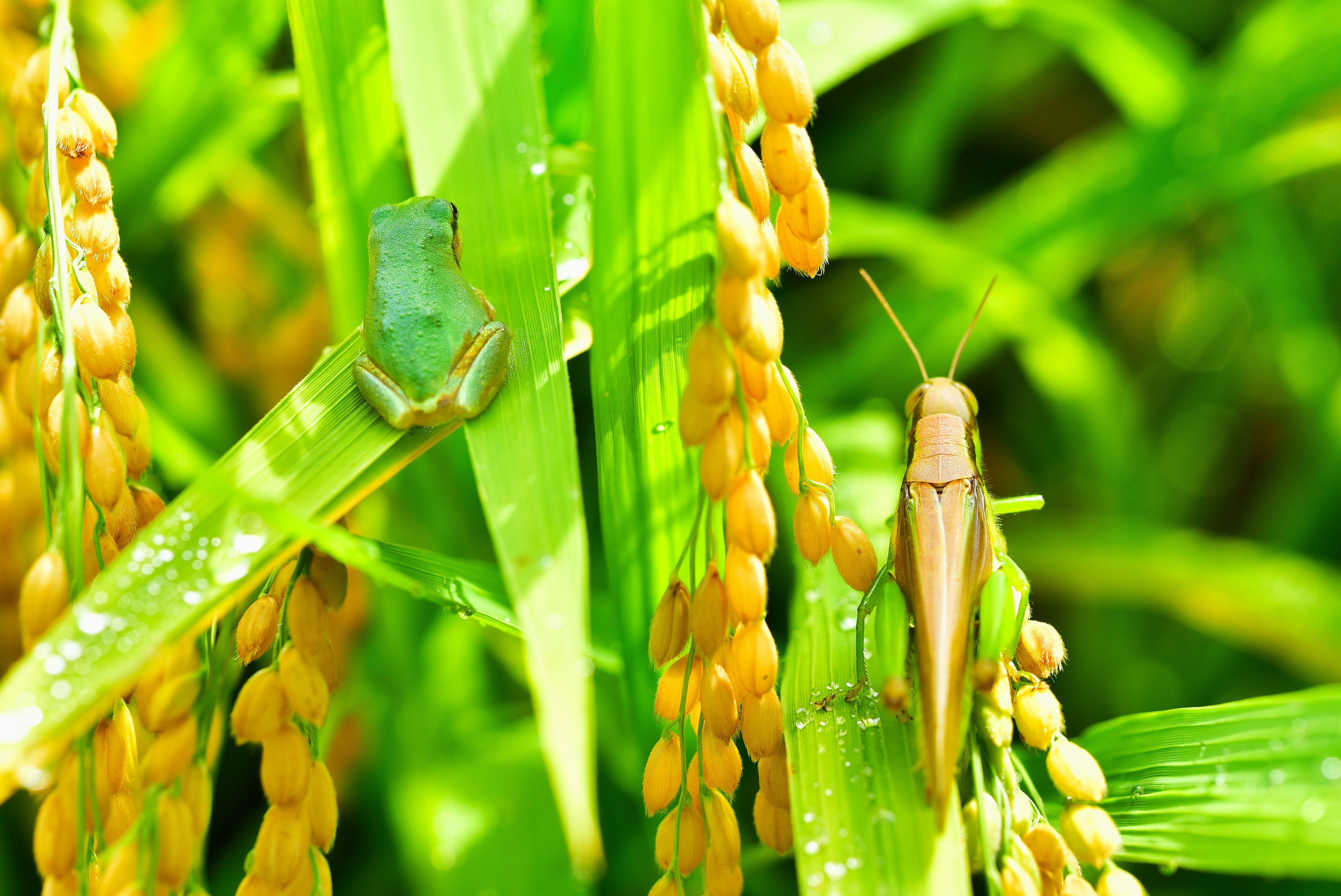 Scène vibrante d'insectes parmi des plantes de riz vertes avec des gouttes d'eau