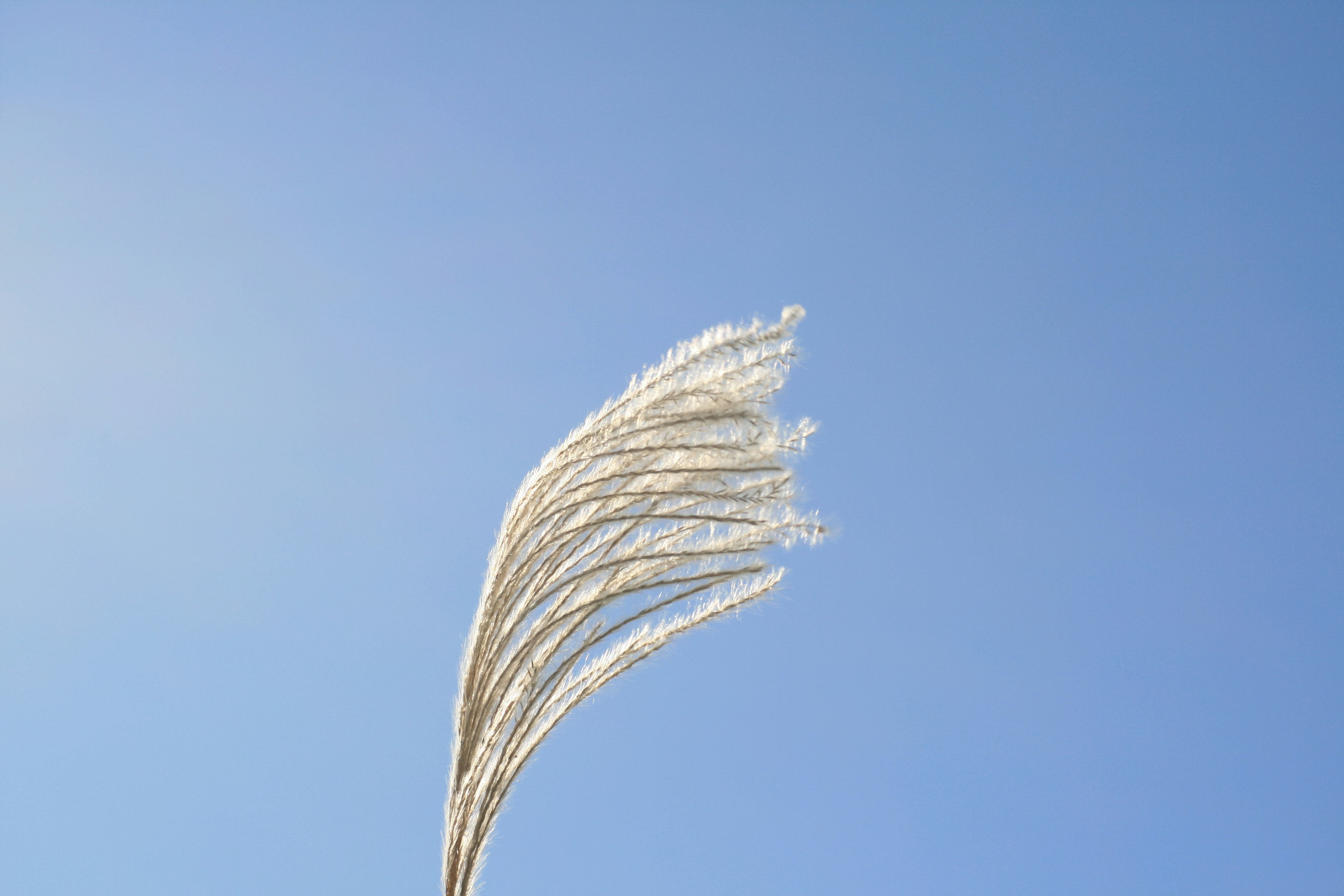 Piuma d'erba bianca contro un cielo blu