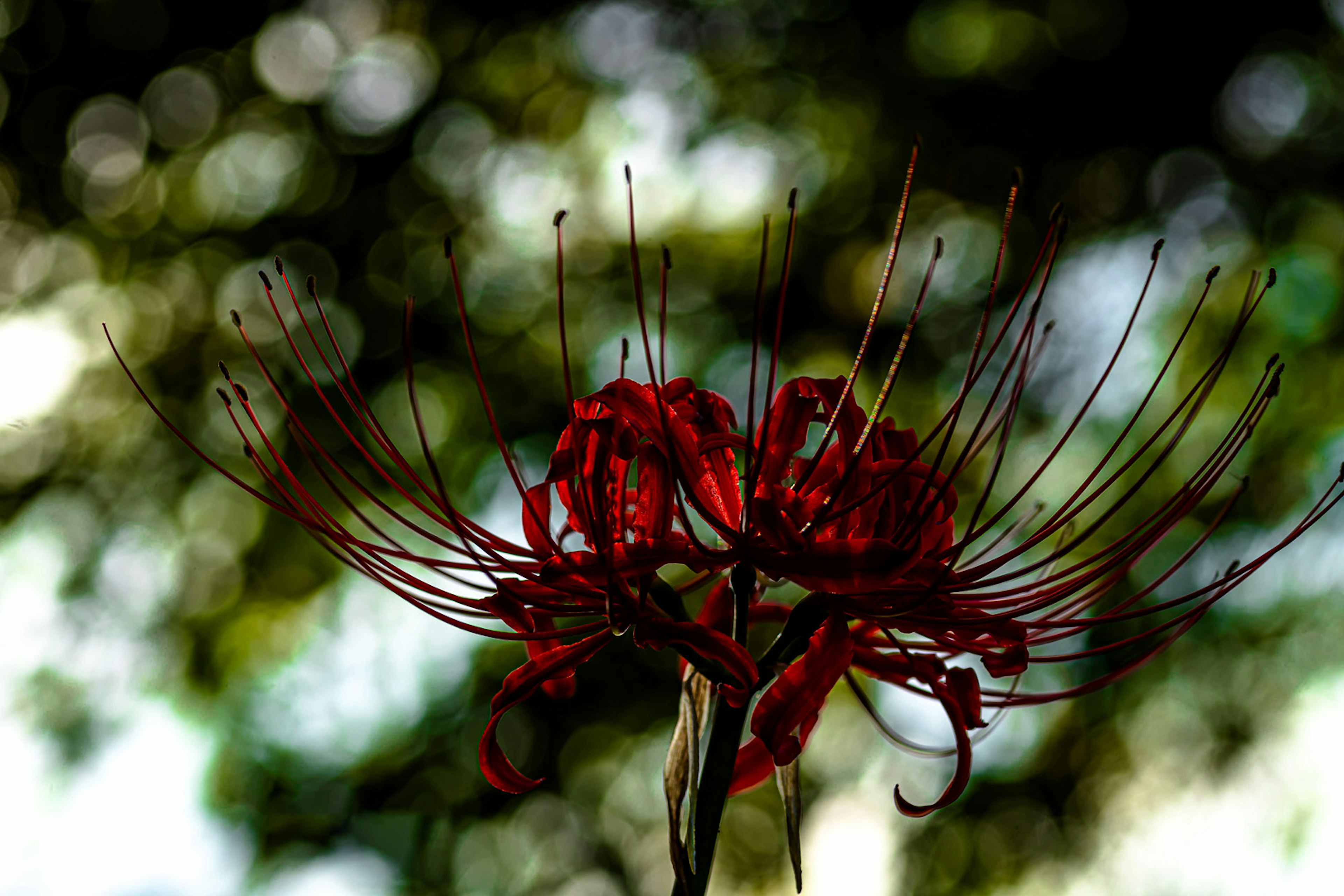 Red spider lily with a blurred green background