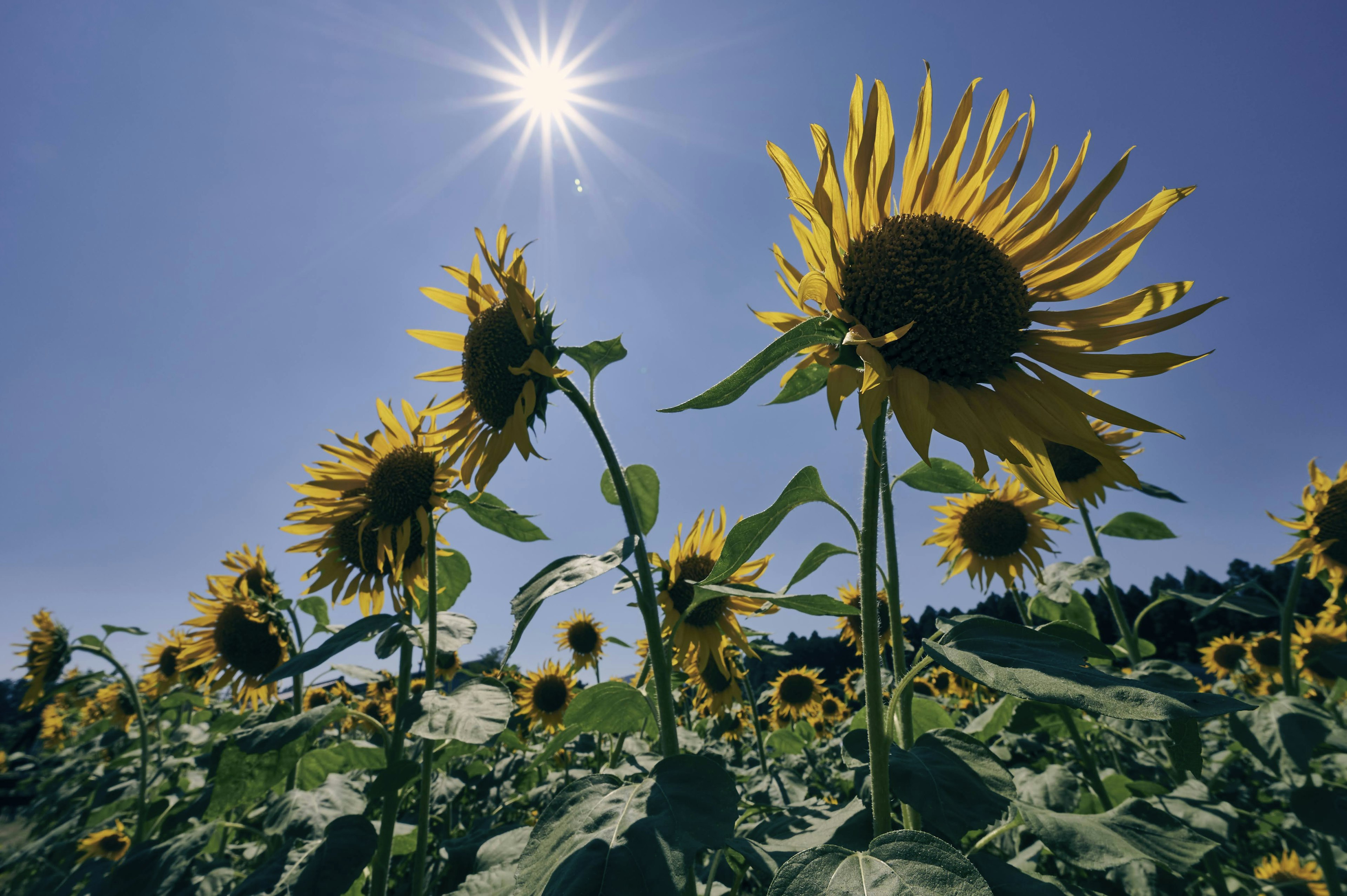 Campo de girasoles bajo un cielo azul con sol brillante