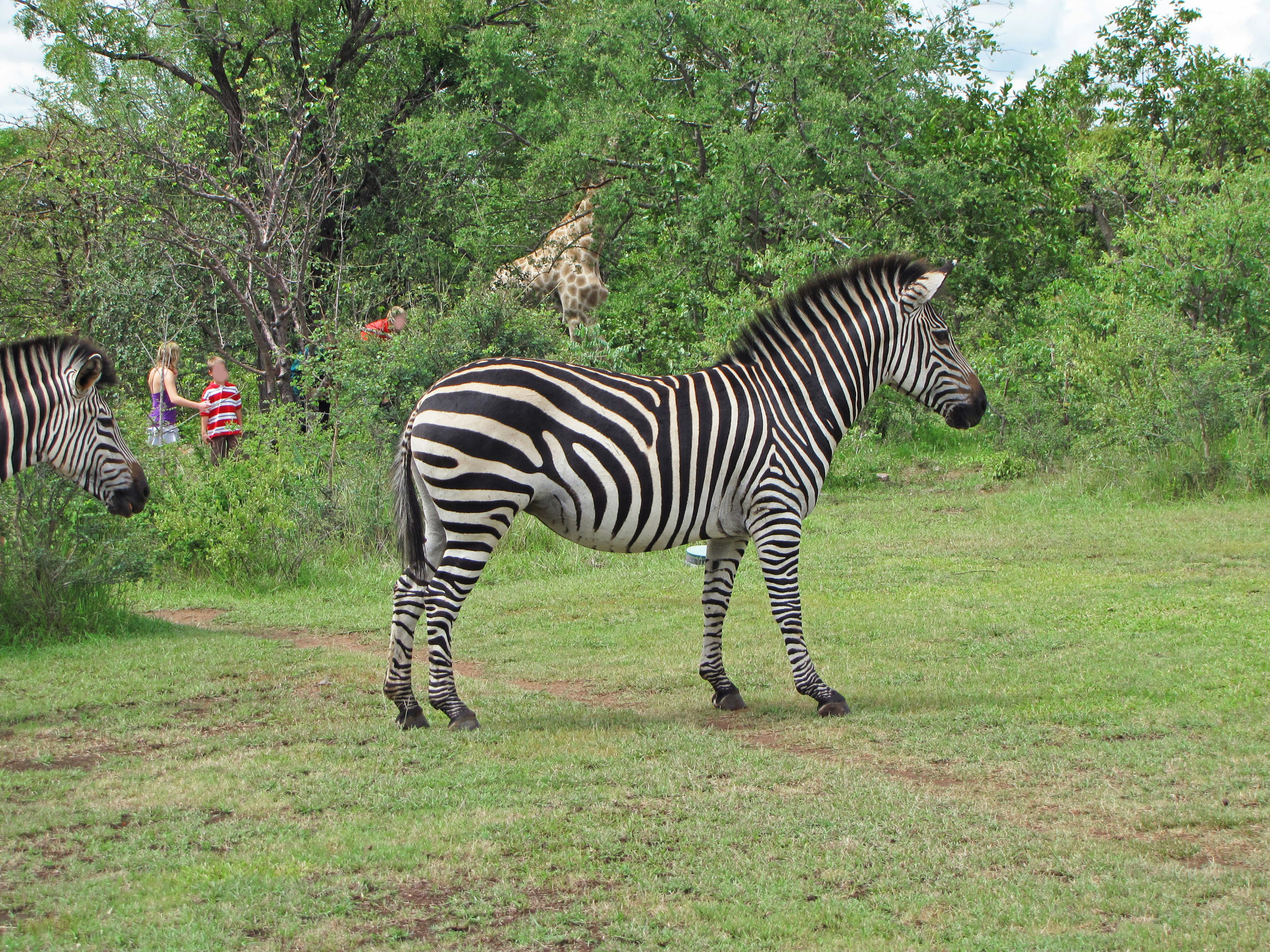 Seekor zebra berdiri di rumput dengan pohon hijau dan orang-orang di latar belakang