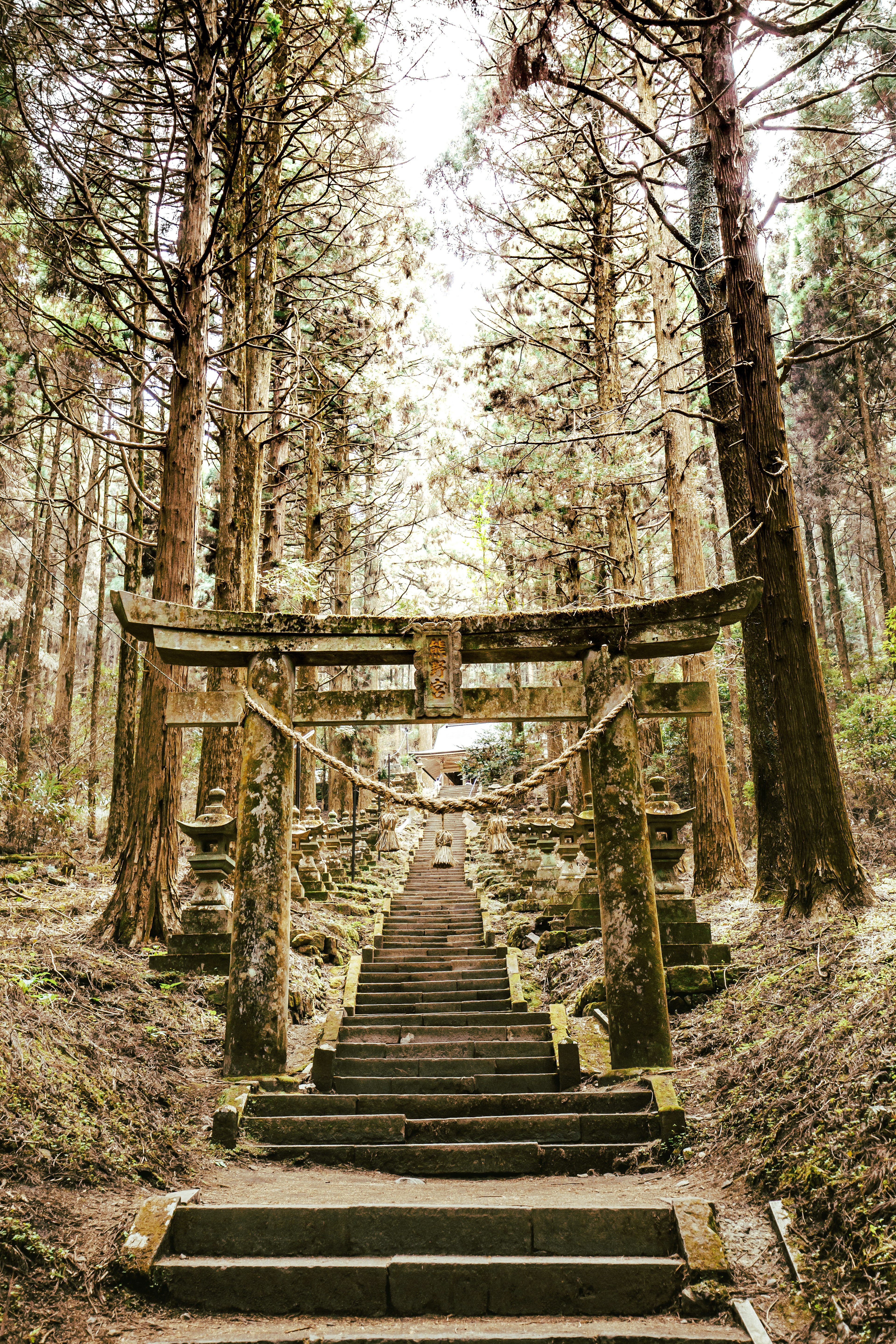 Cổng torii và bậc thang đá trong rừng