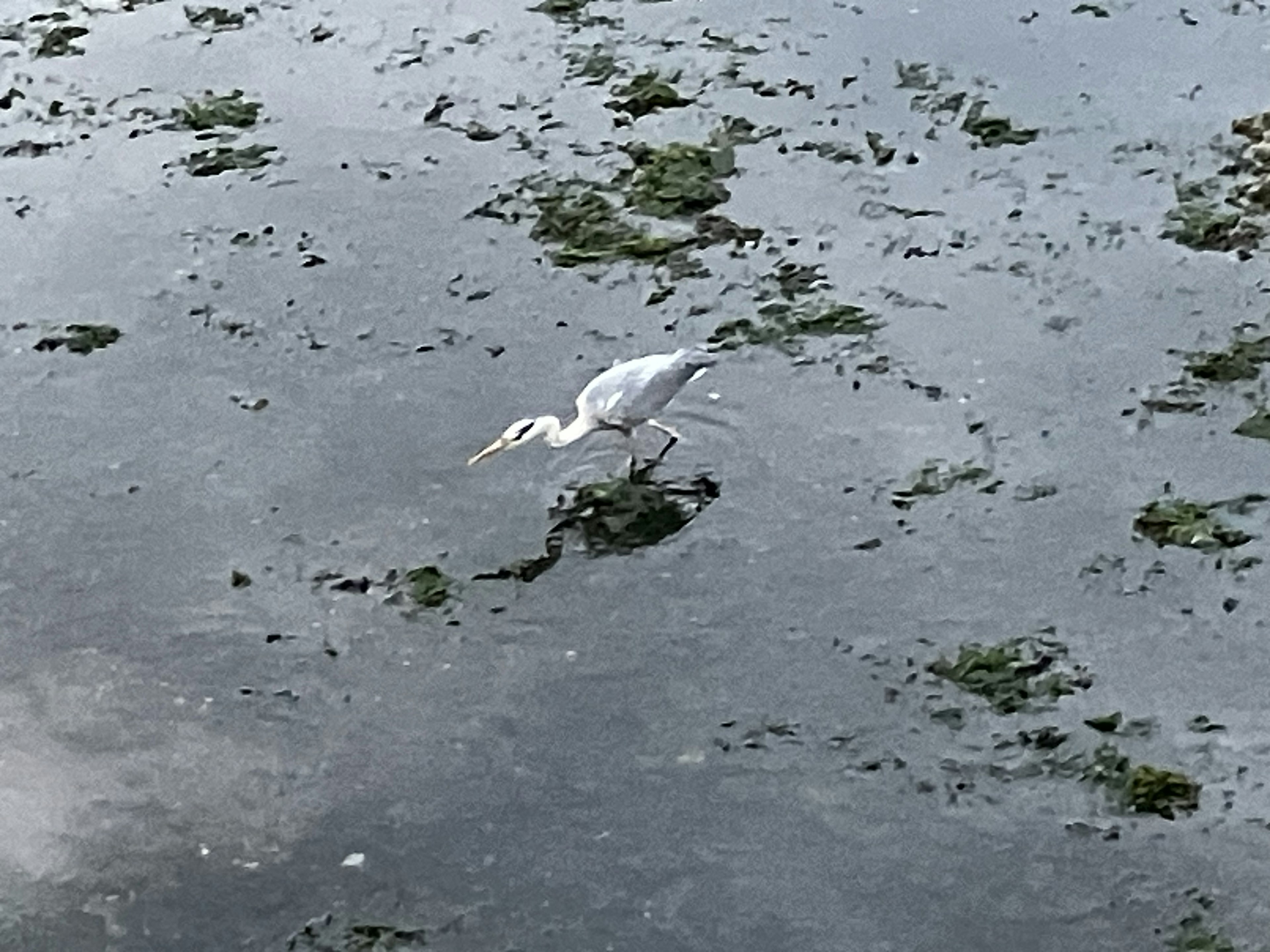 水面に立つ白いサギが藻の中で餌を探している