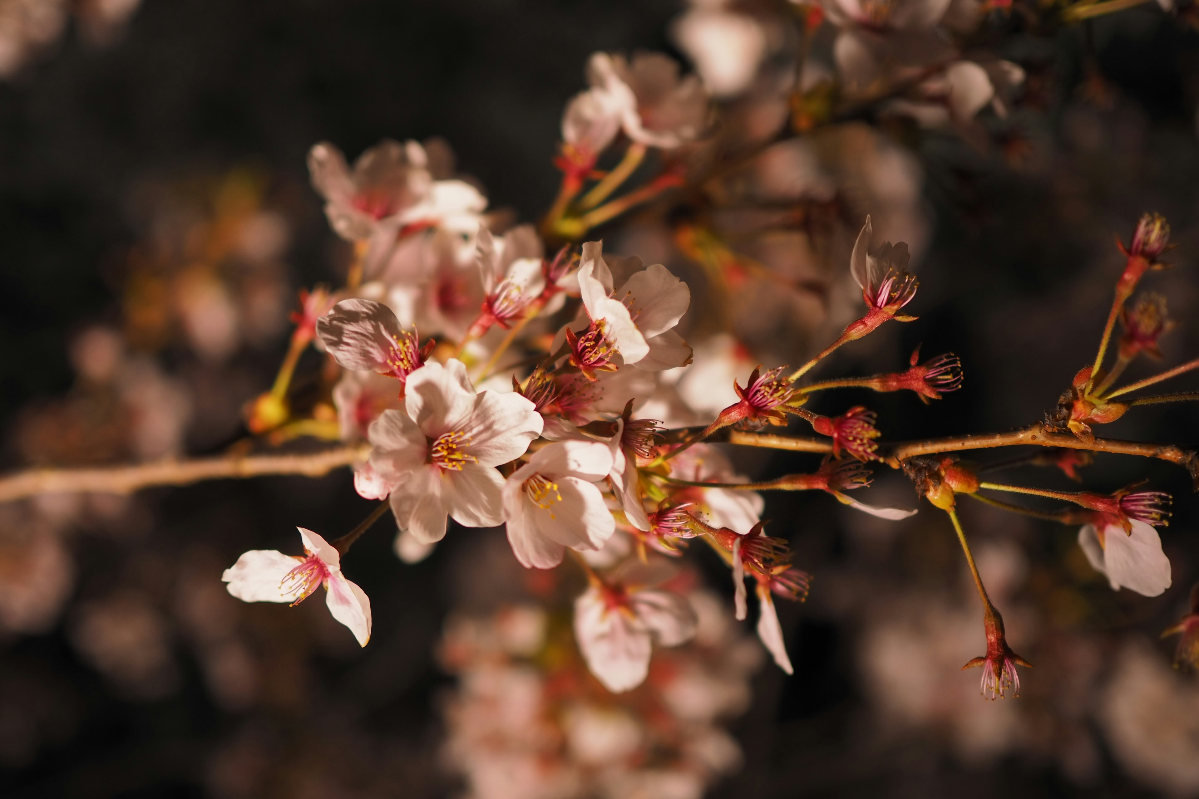 Kedekatan bunga sakura di cabang