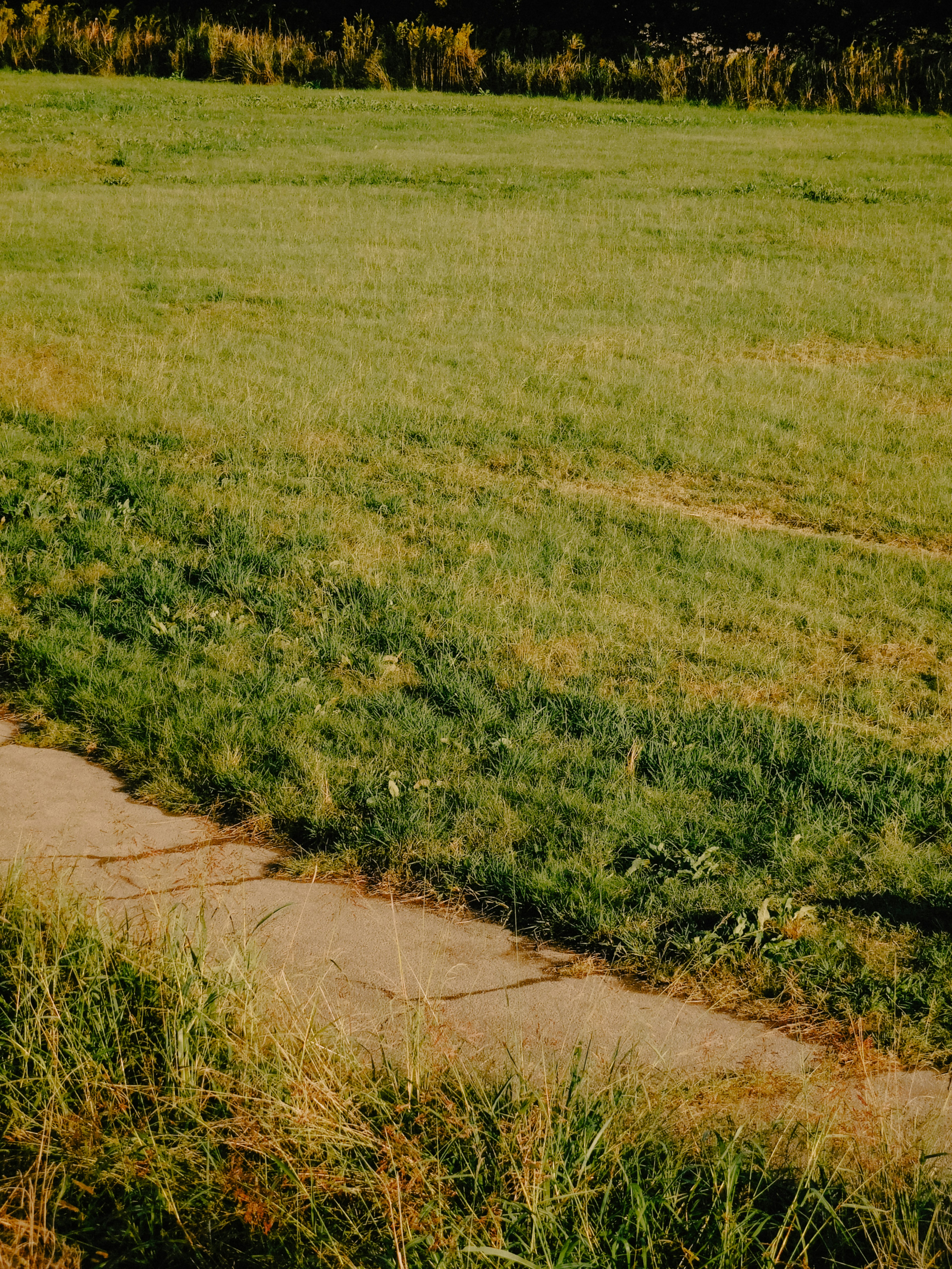 Pradera verde con un camino pavimentado que la atraviesa