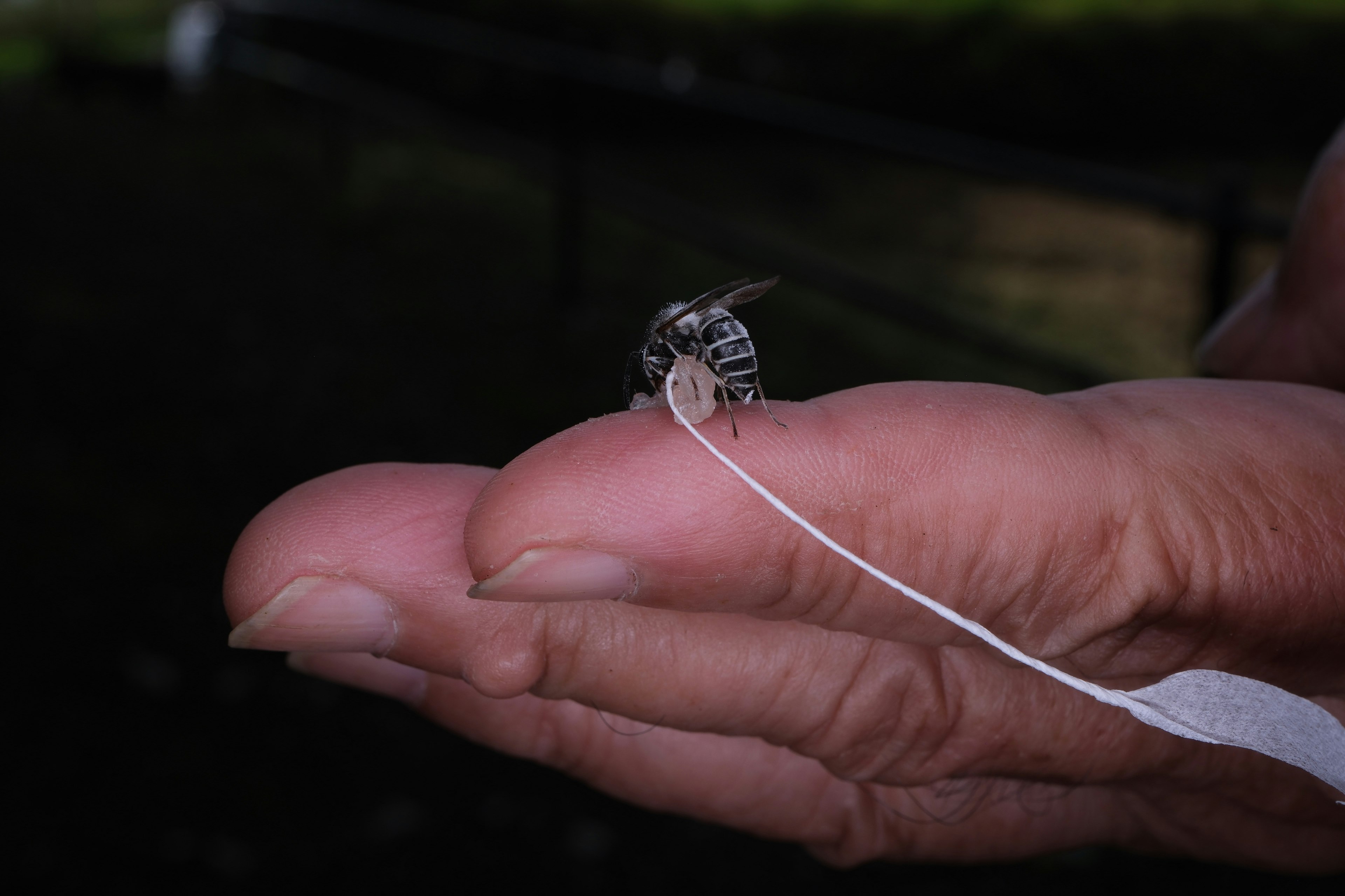 Larva di insetto trasparente appoggiata su una mano aperta