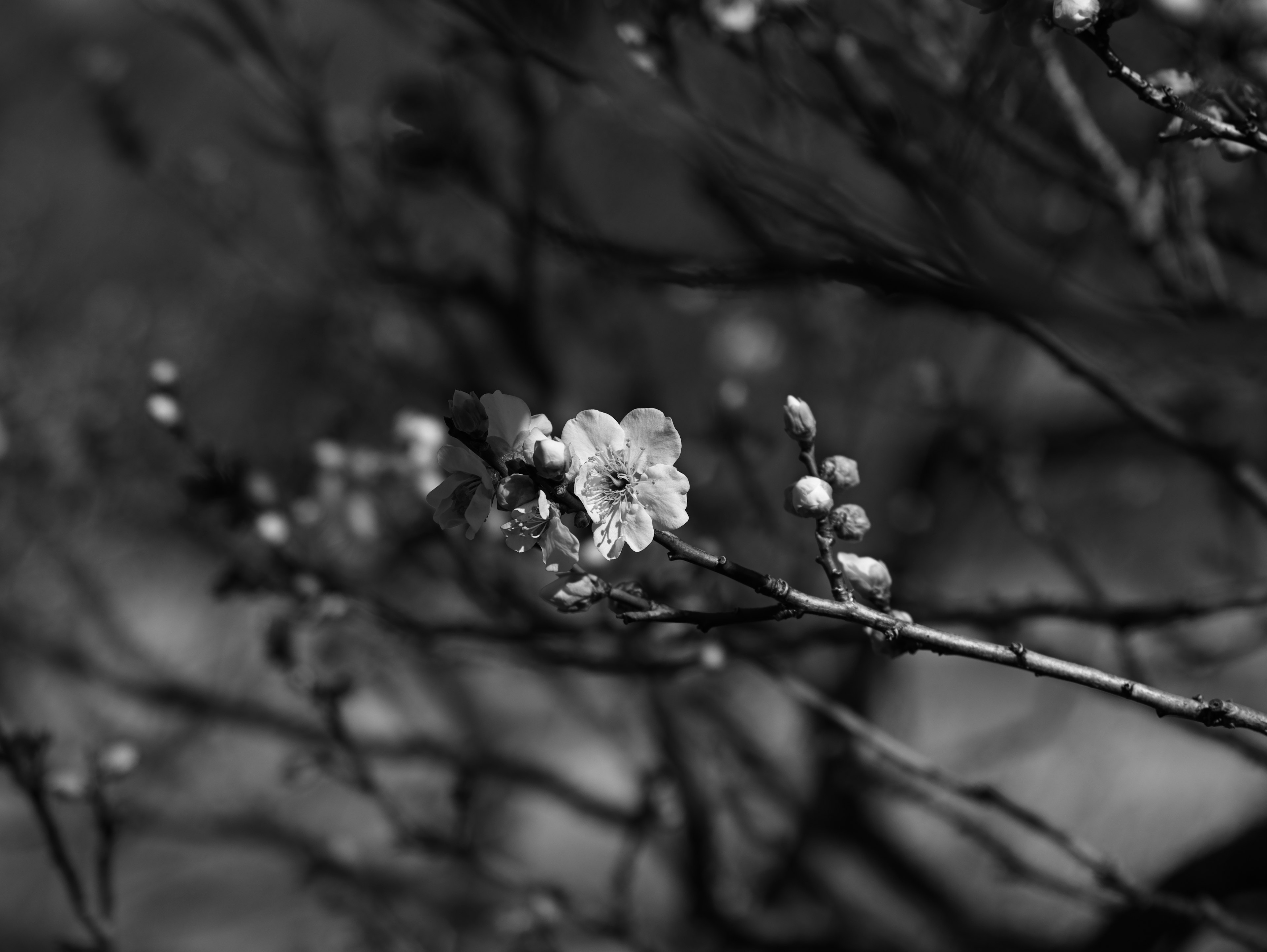 Black and white image of a branch with white flowers and buds