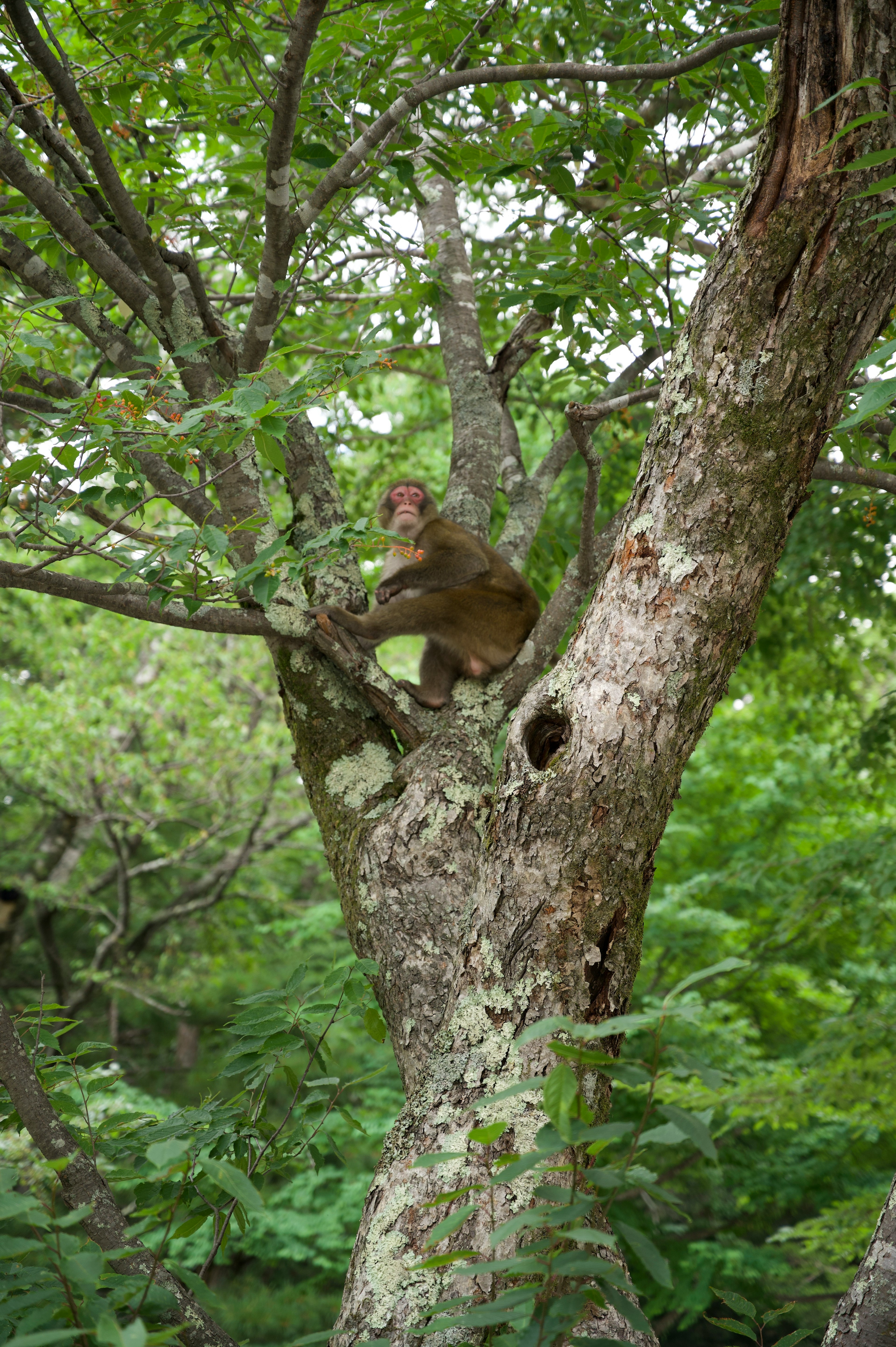 木の上に座っている猿 緑の葉に囲まれている