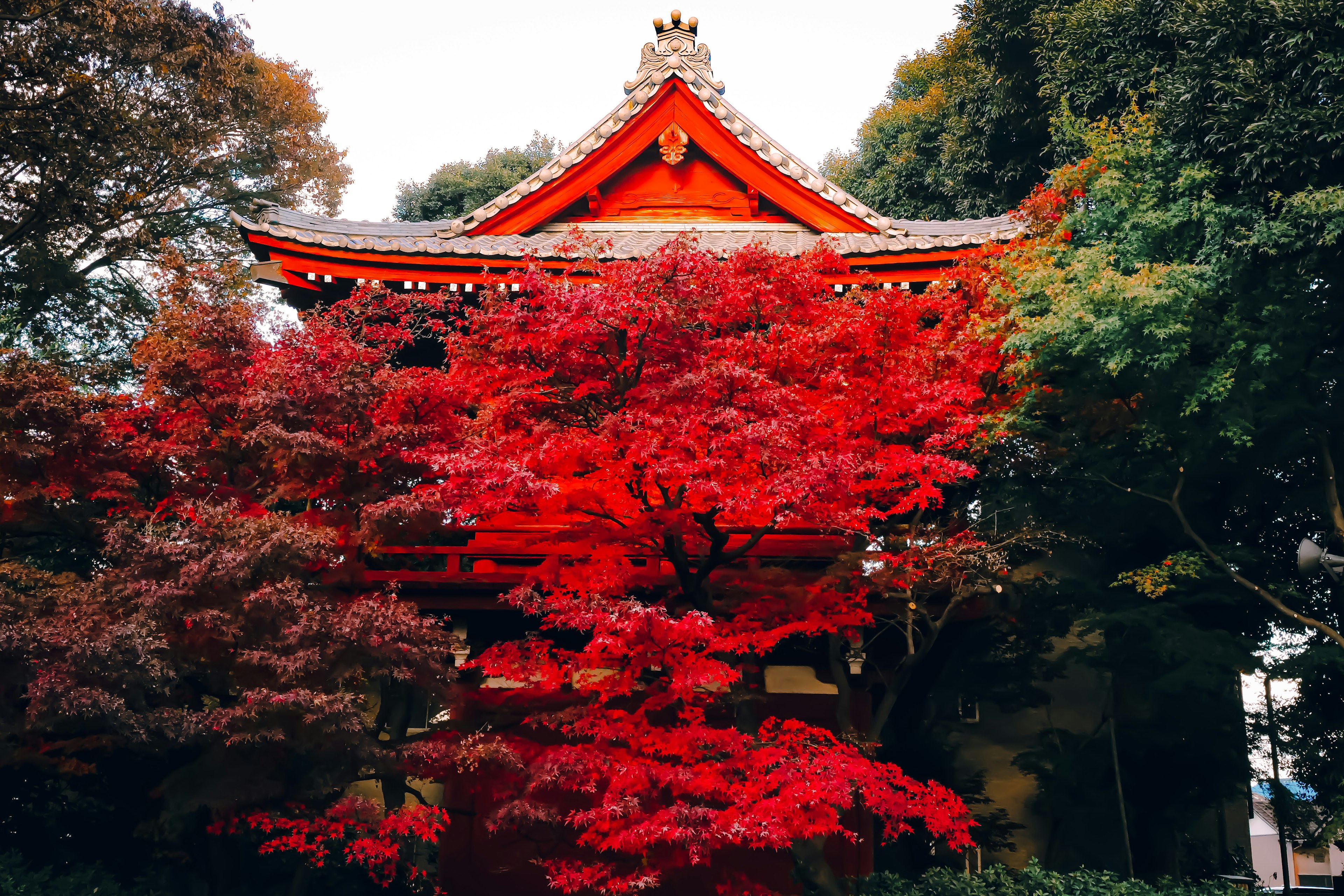 Traditionelles japanisches Heiligtum umgeben von lebhaftem rotem Herbstlaub